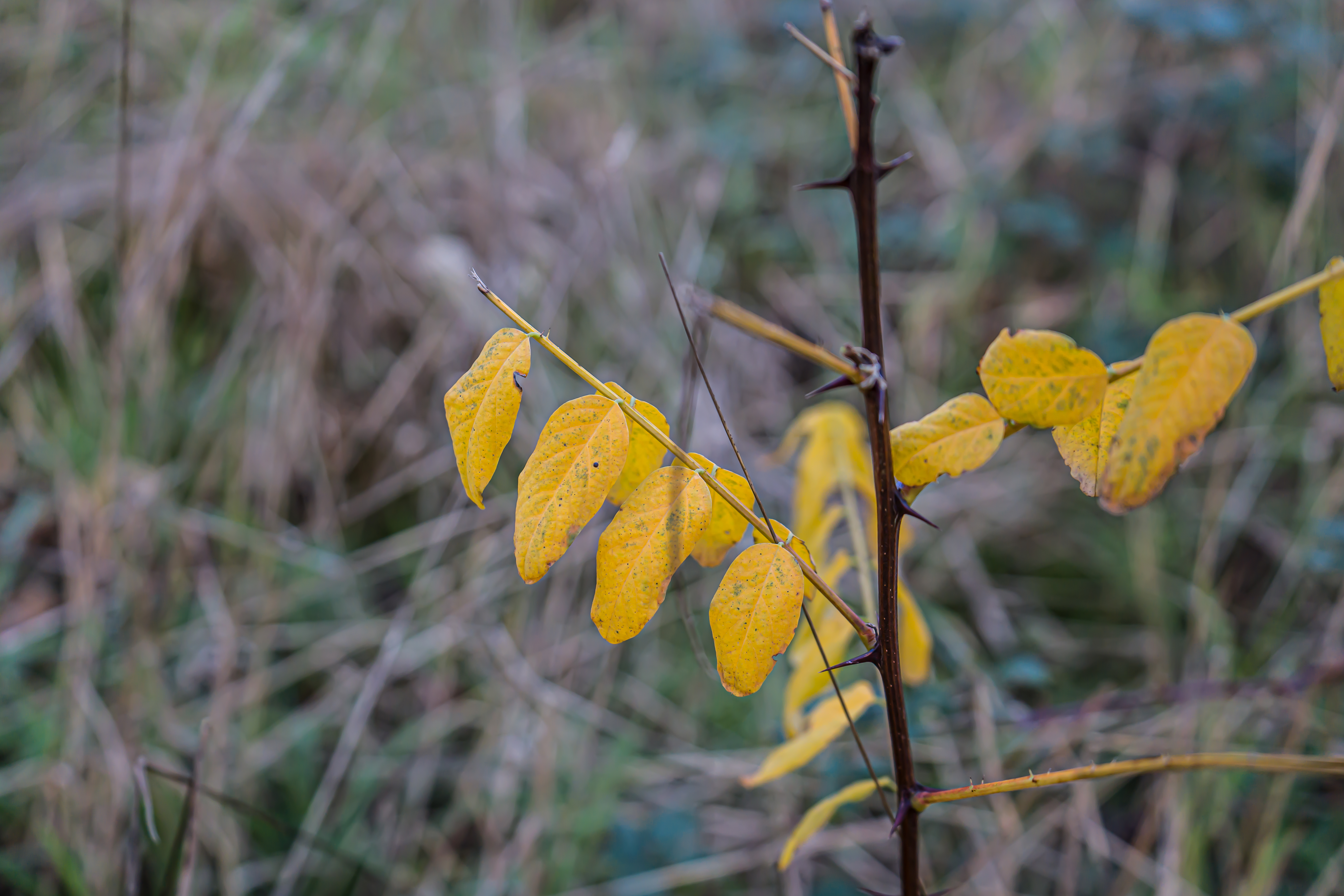 Robinia