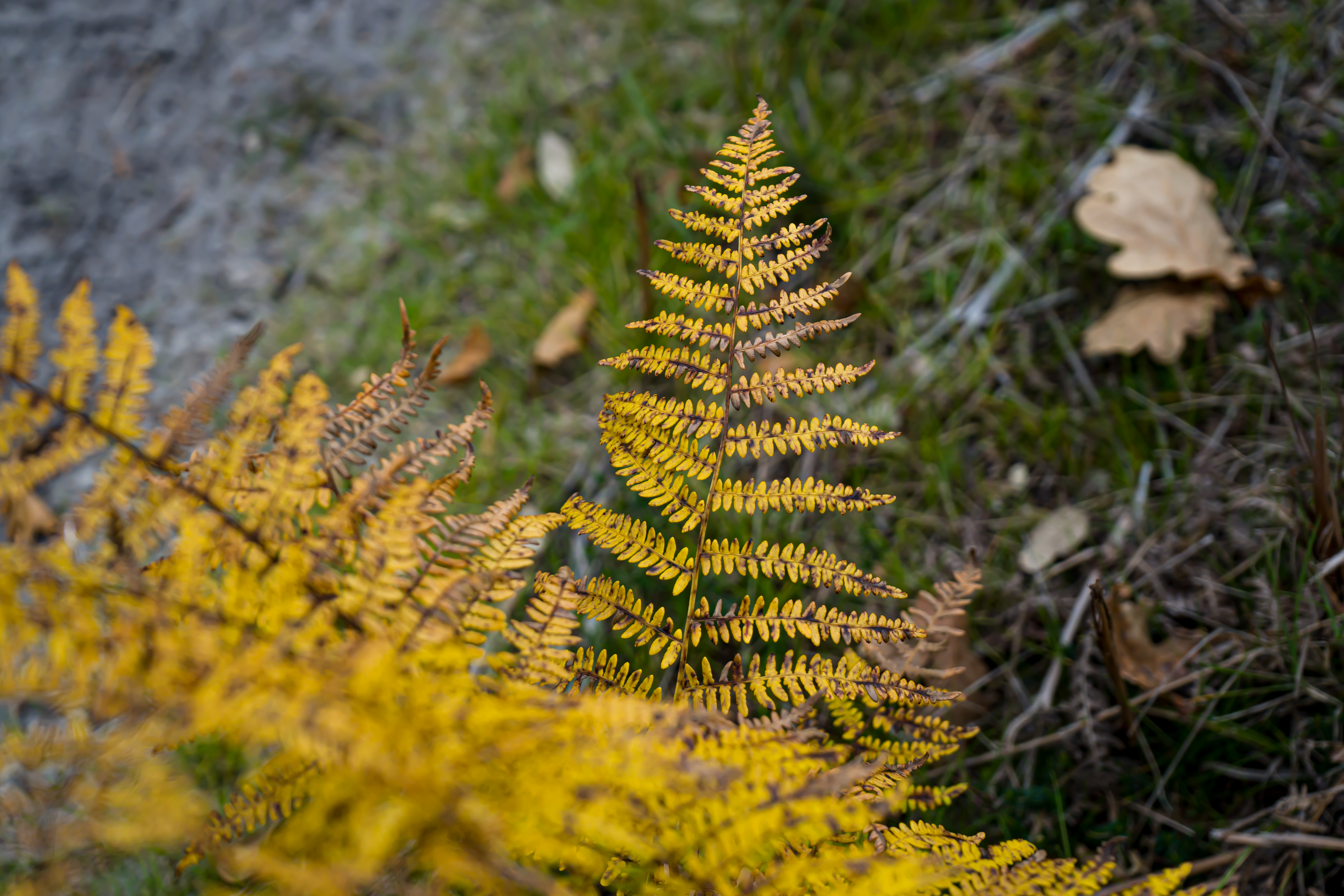 Fougère jaune