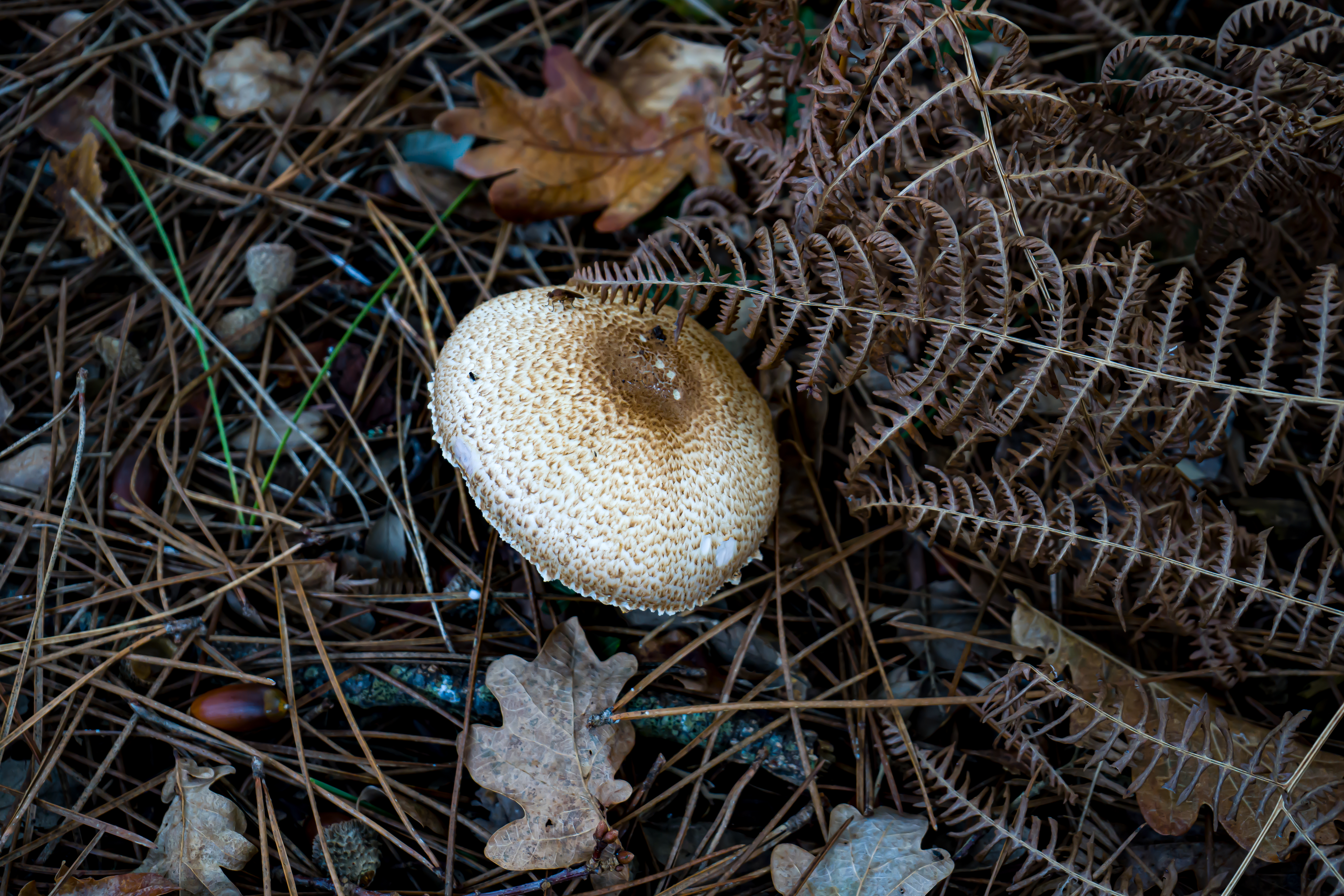 Champignon blanc