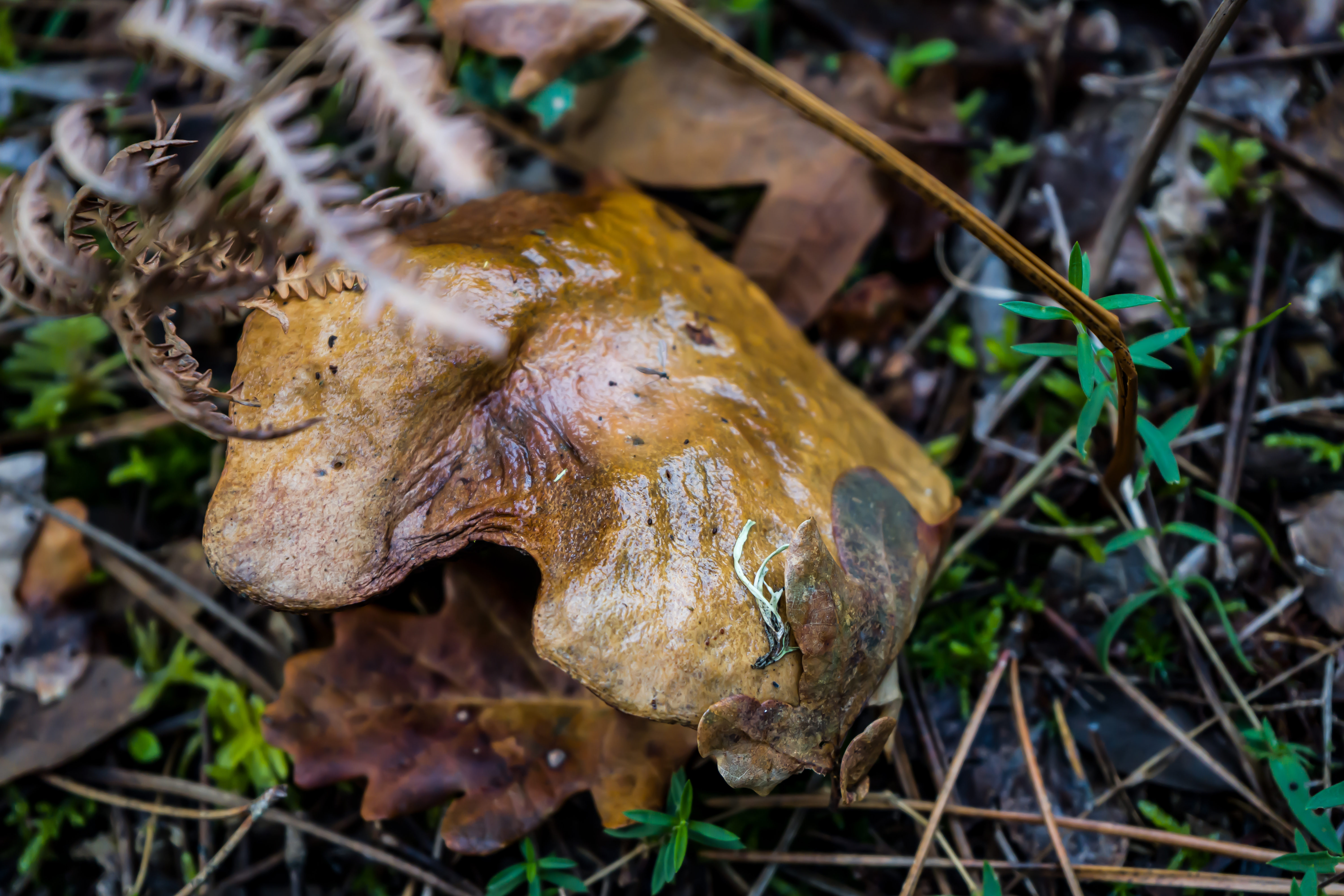 Champignon marron forme abstraite