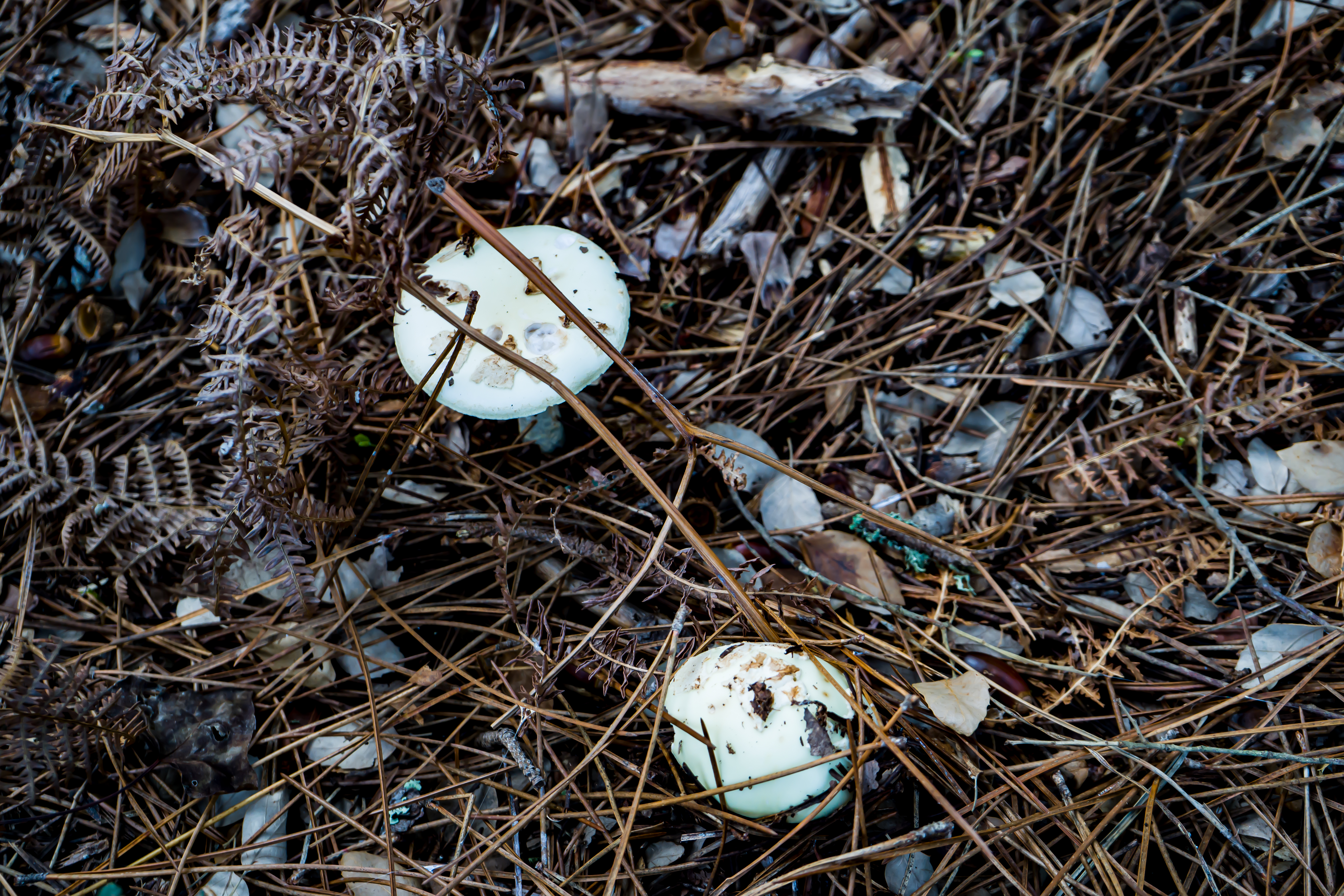 Champignons blancs