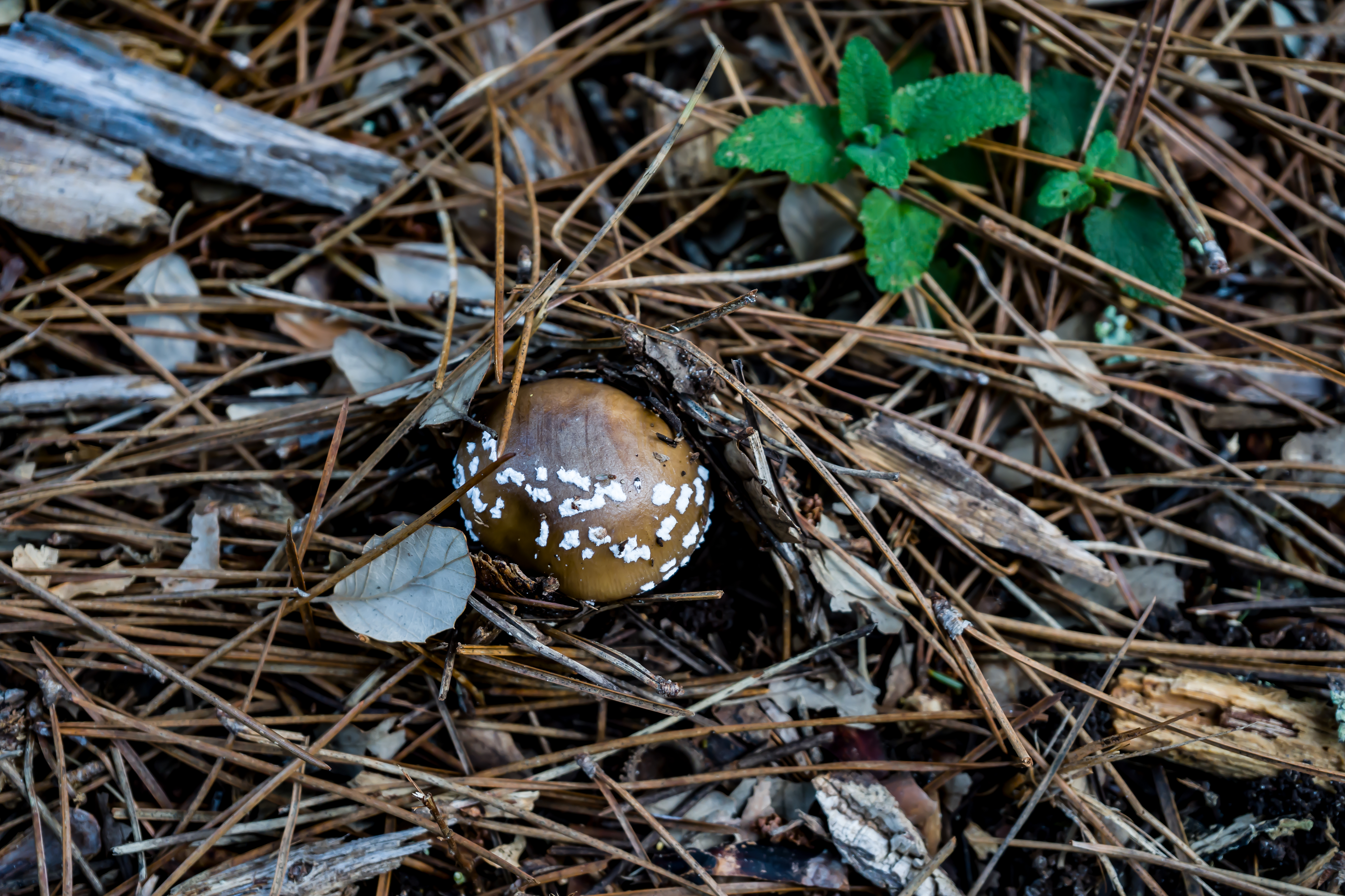 Champignon marron isolé