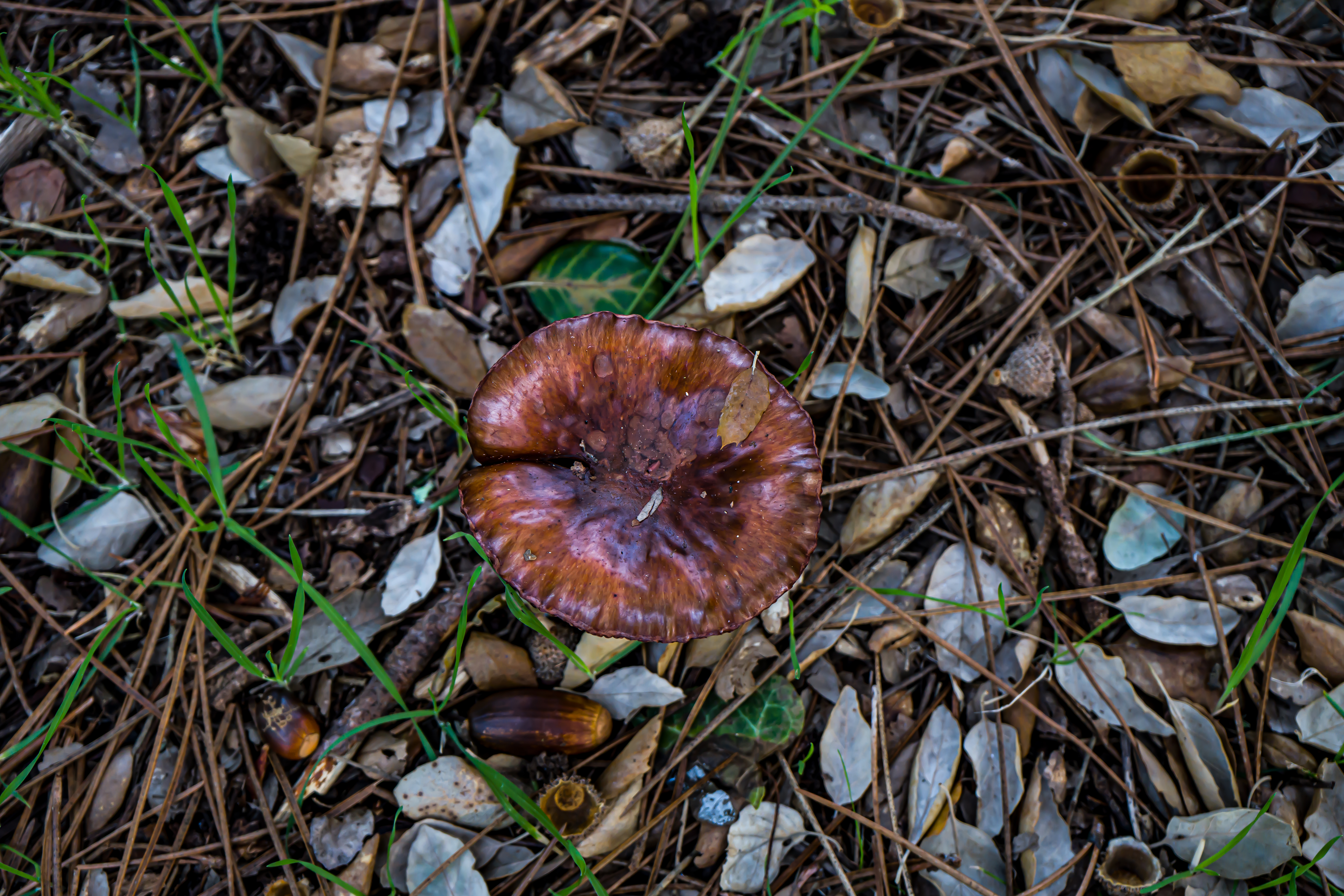 Champignon marron isolé en forêt