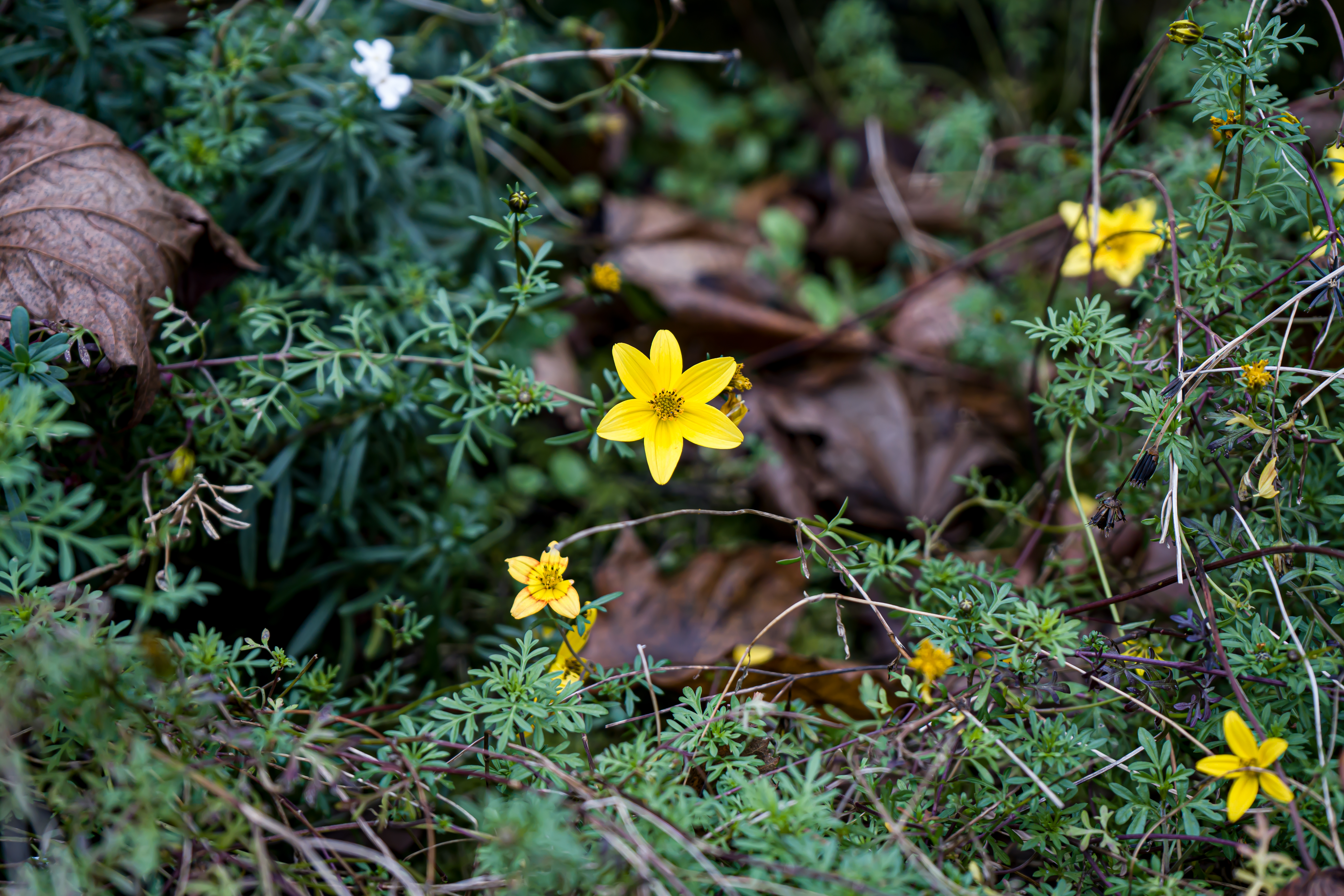 Fleur bidens