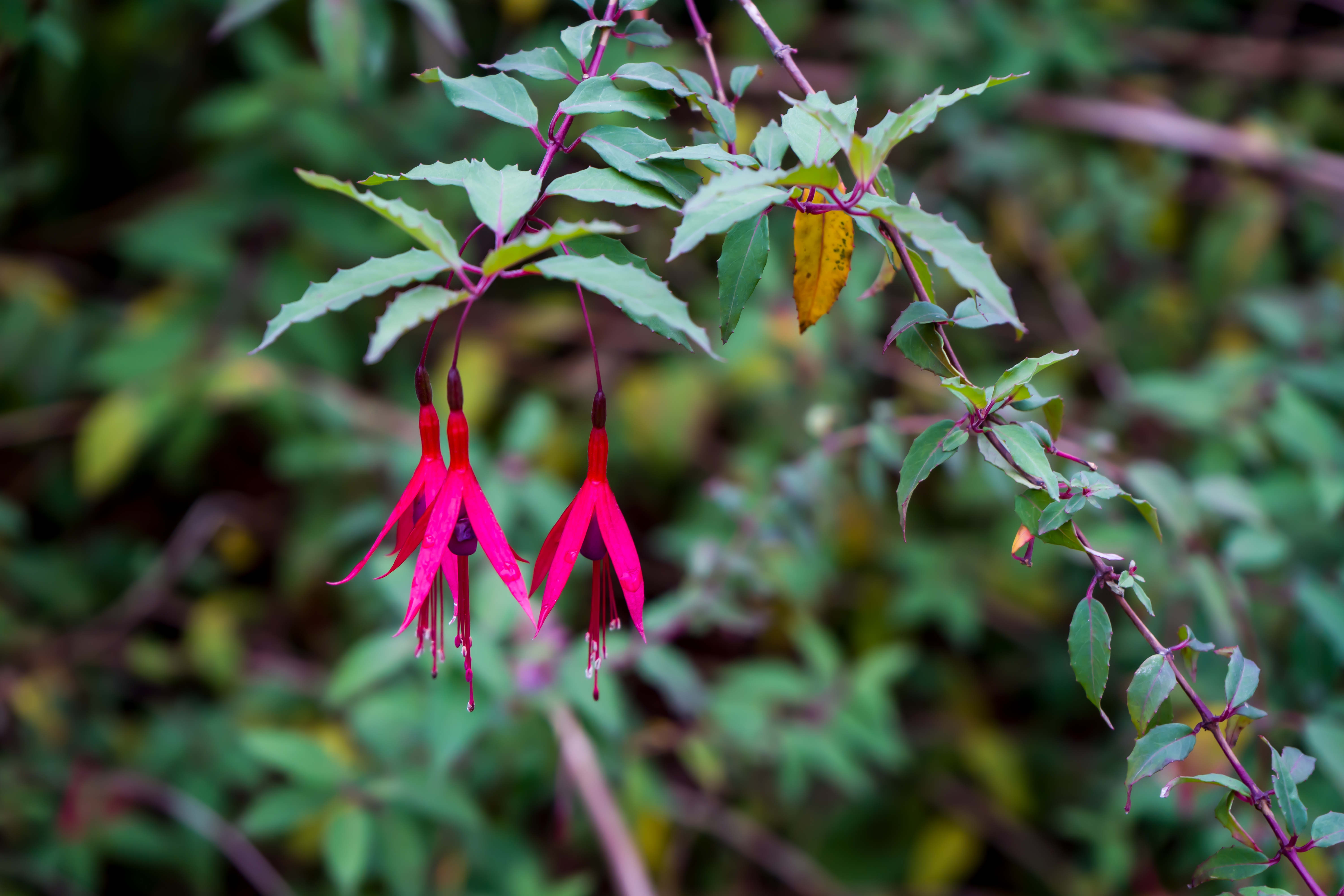 Deux fleurs de fuchsias