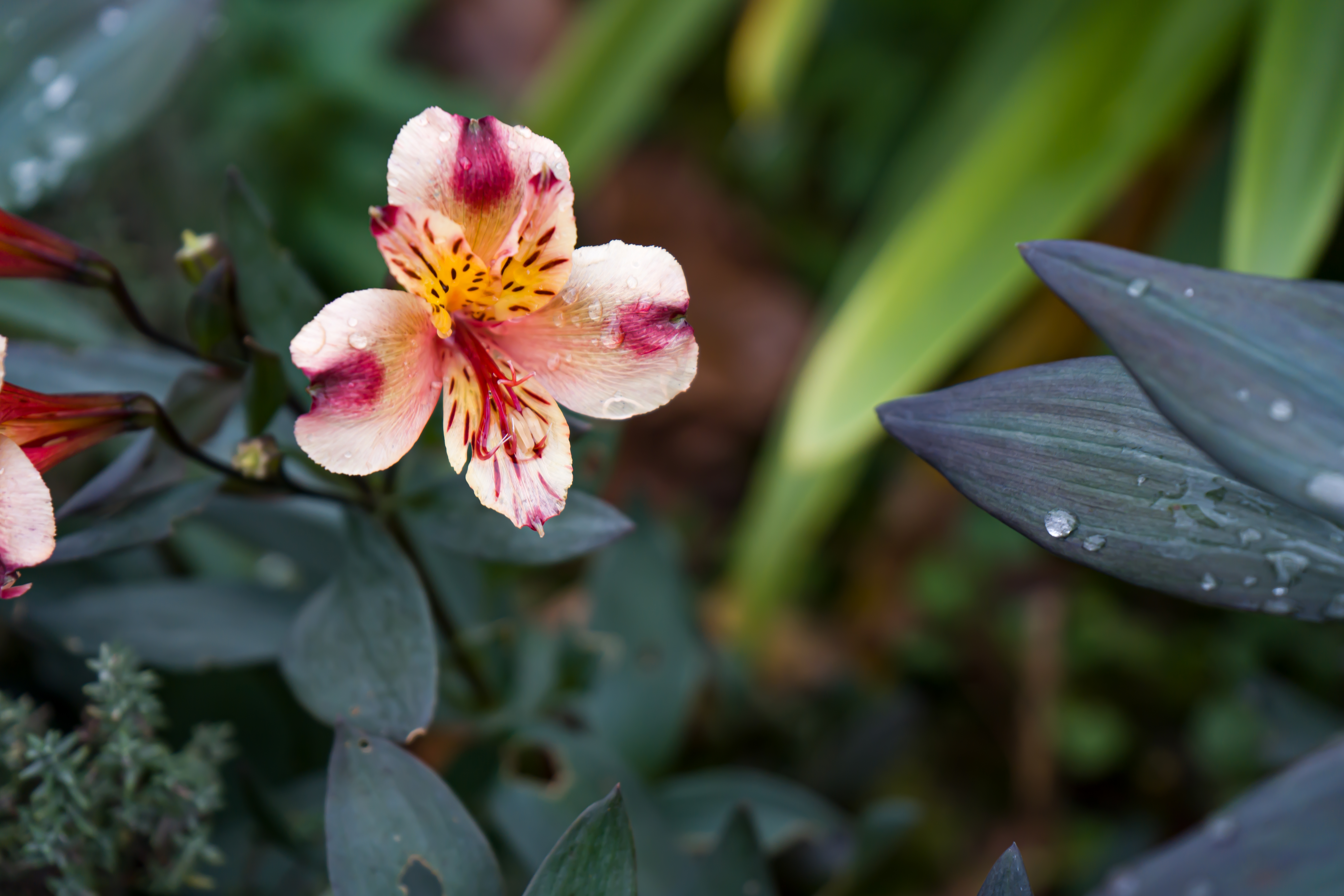 Alstroemeria isolée