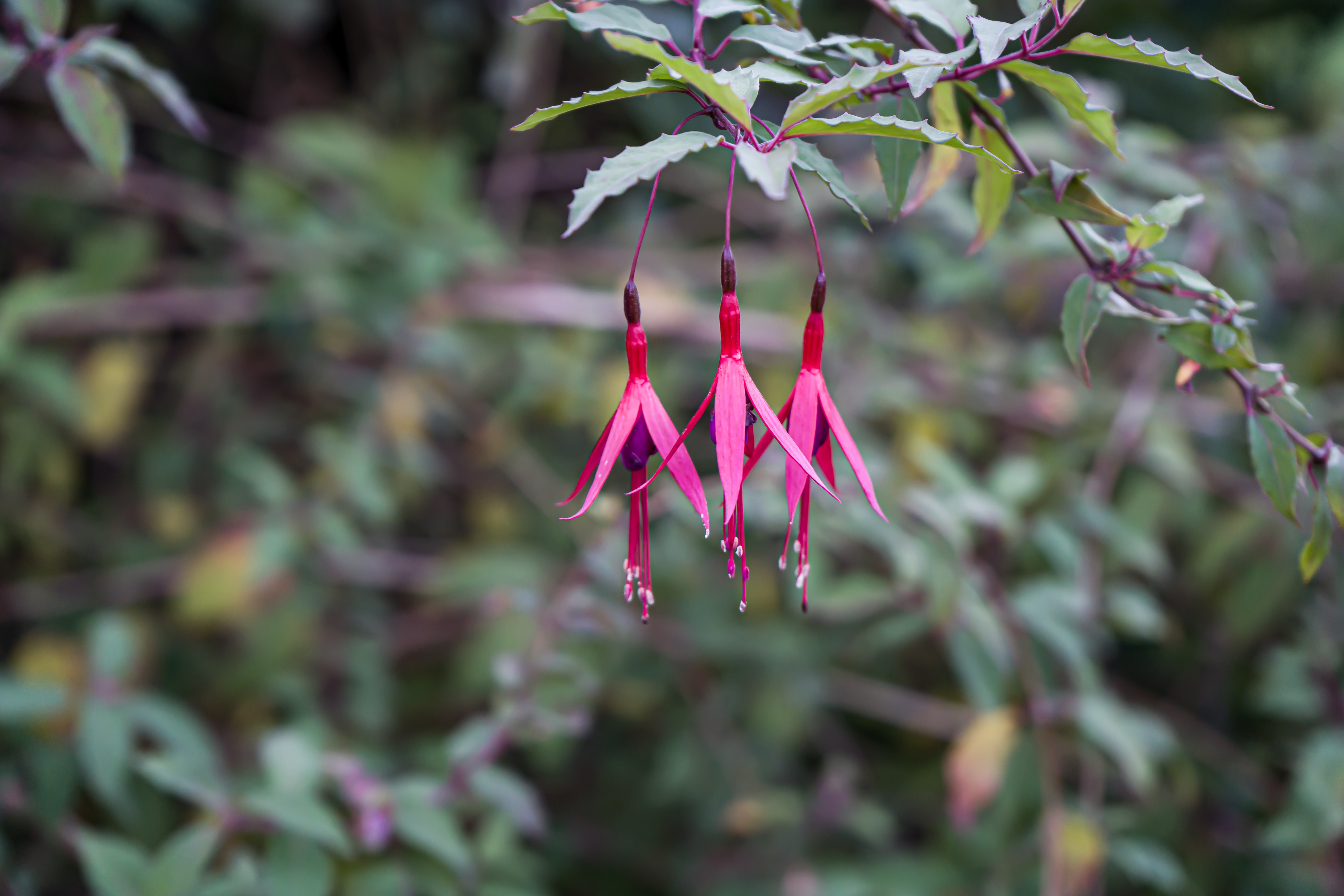 Trois belles fleurs de fuchsias