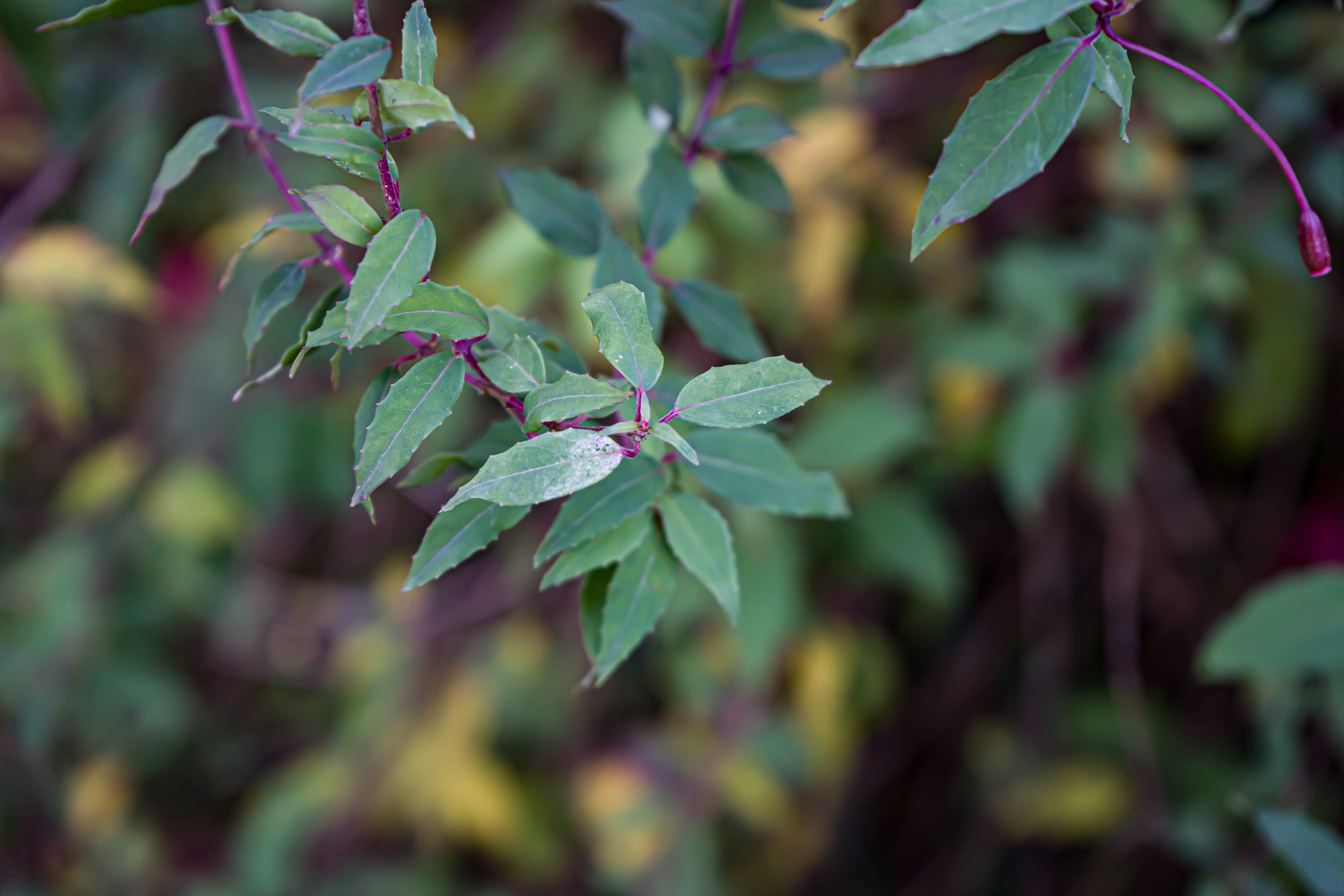 Branche fuchsia