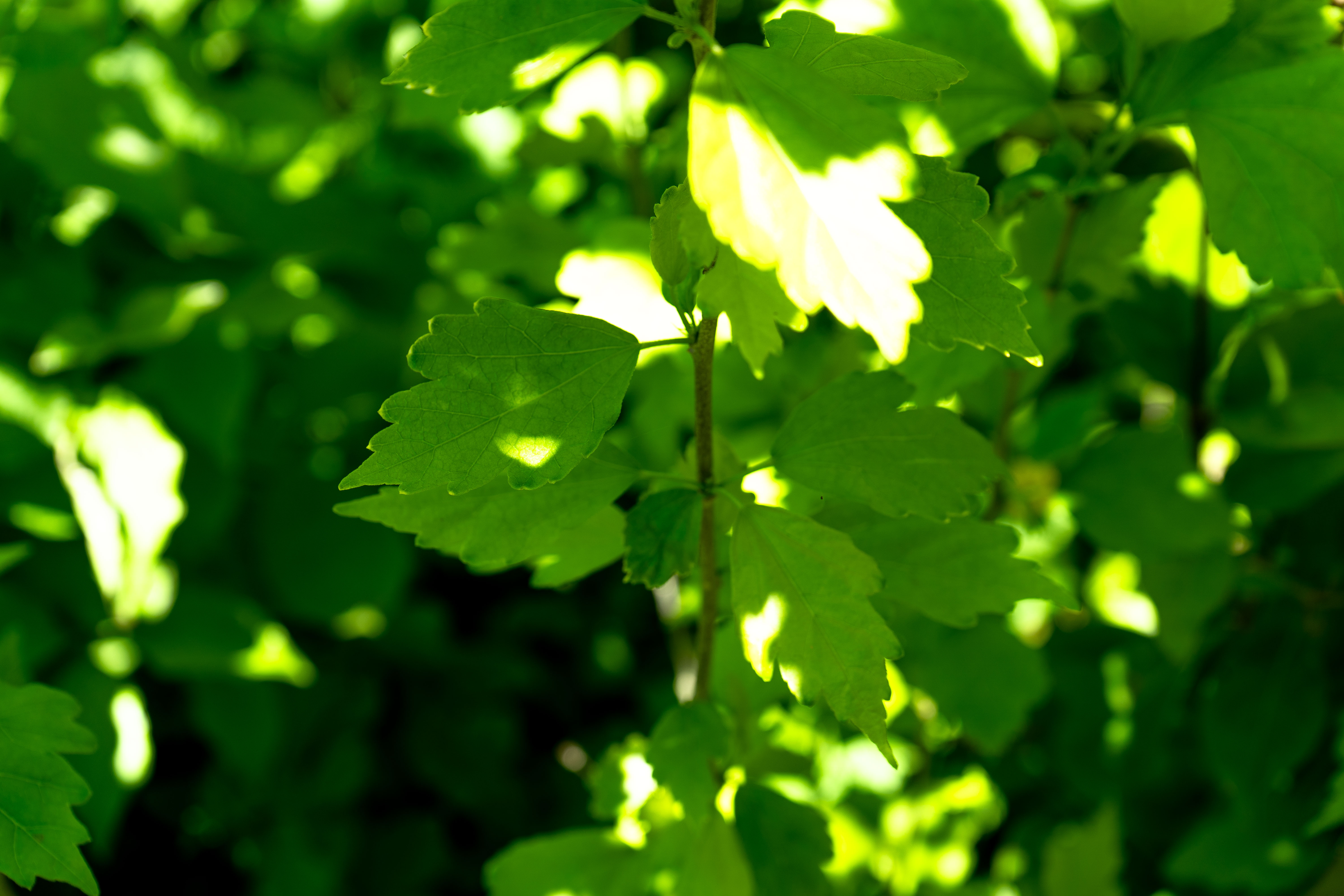 Feuille altéa