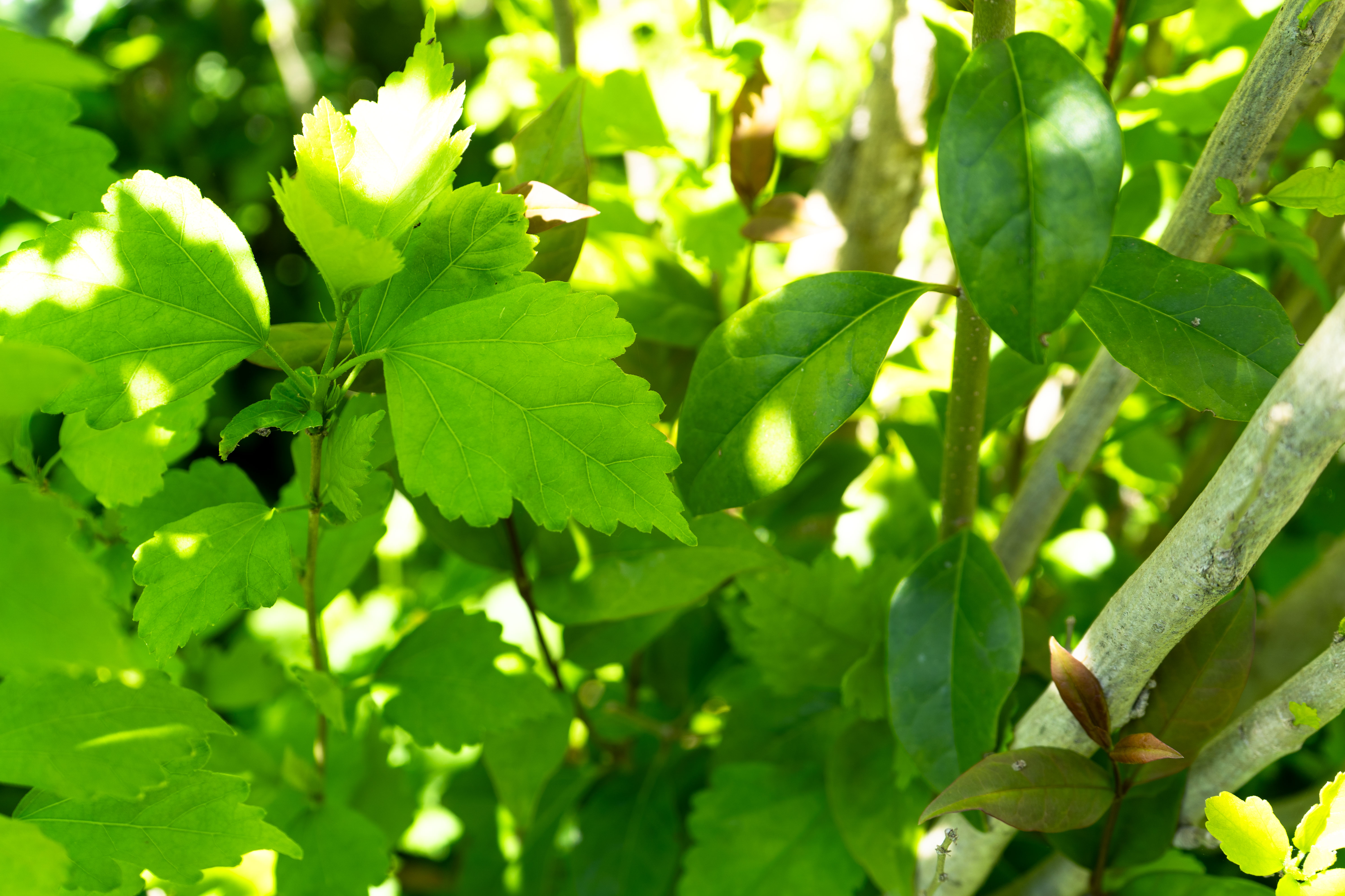Photo close-up d'une feuille d'altéa