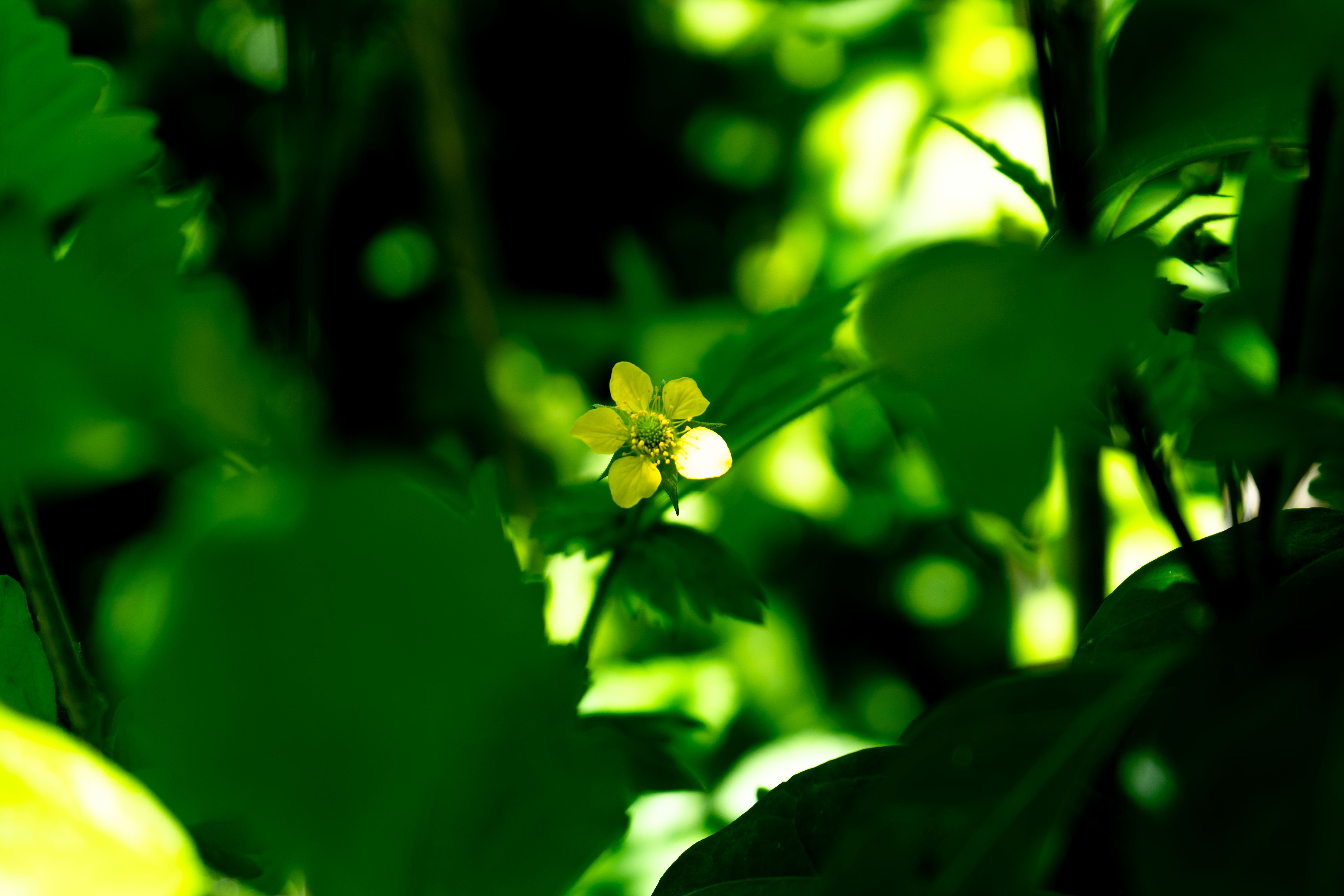 Bouton d'or