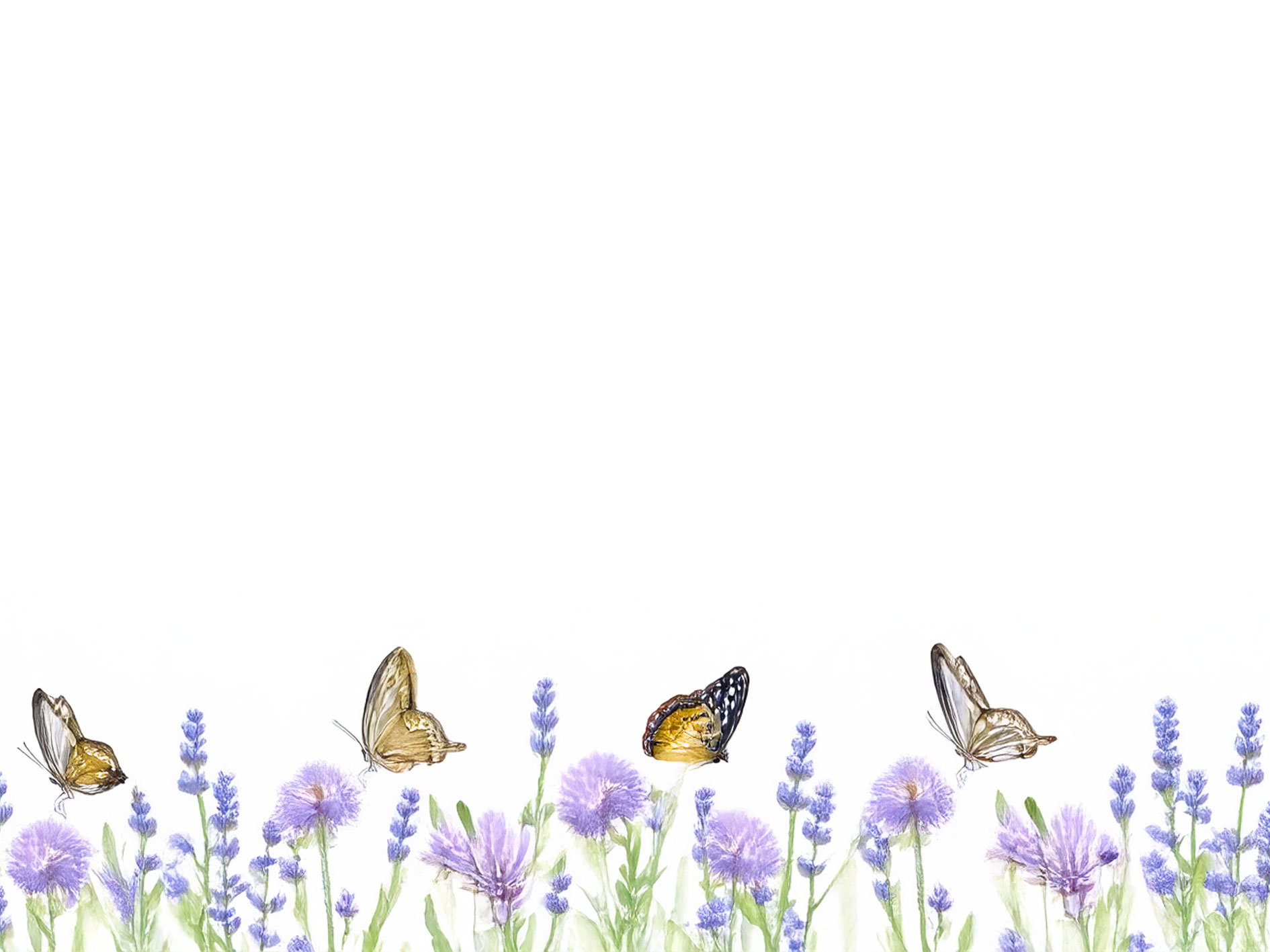 Bannière design papillon