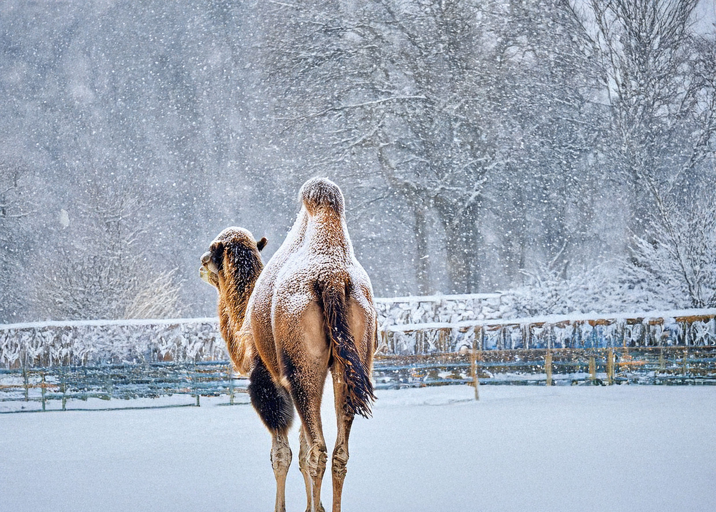 Photo d'un chameau se baladant sous la neige