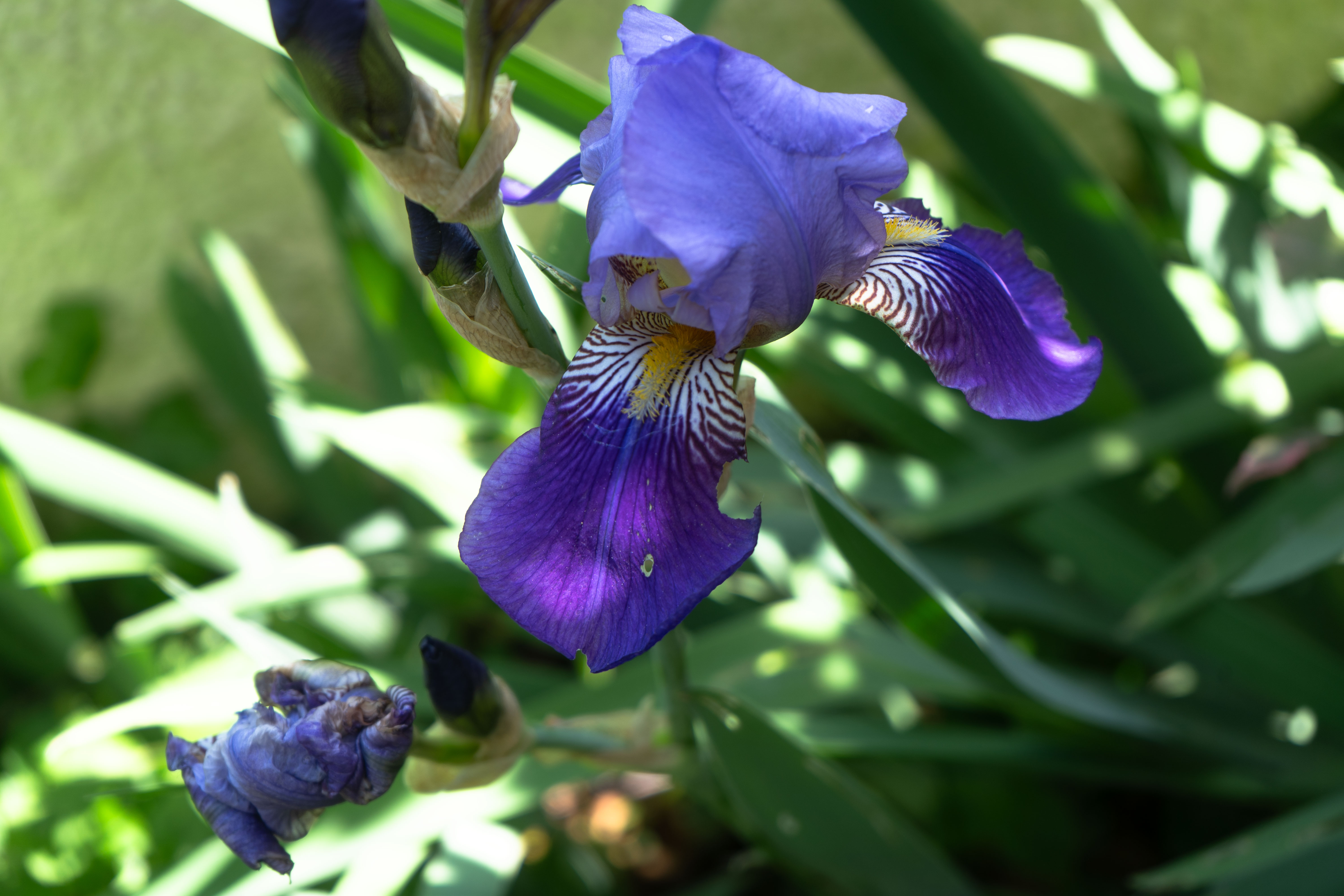 Photo d'un iris violet
