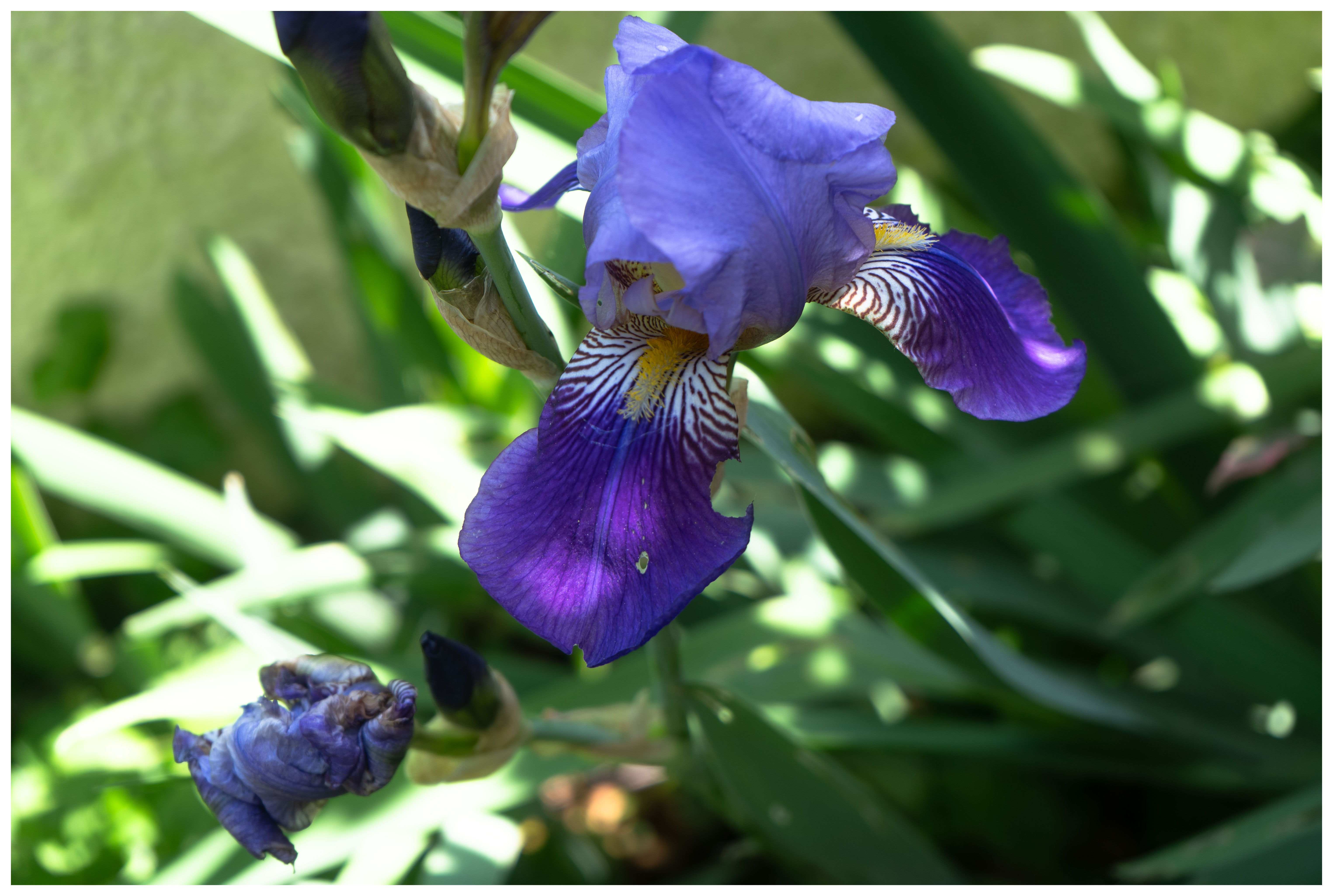 Carte postale d'un iris violet