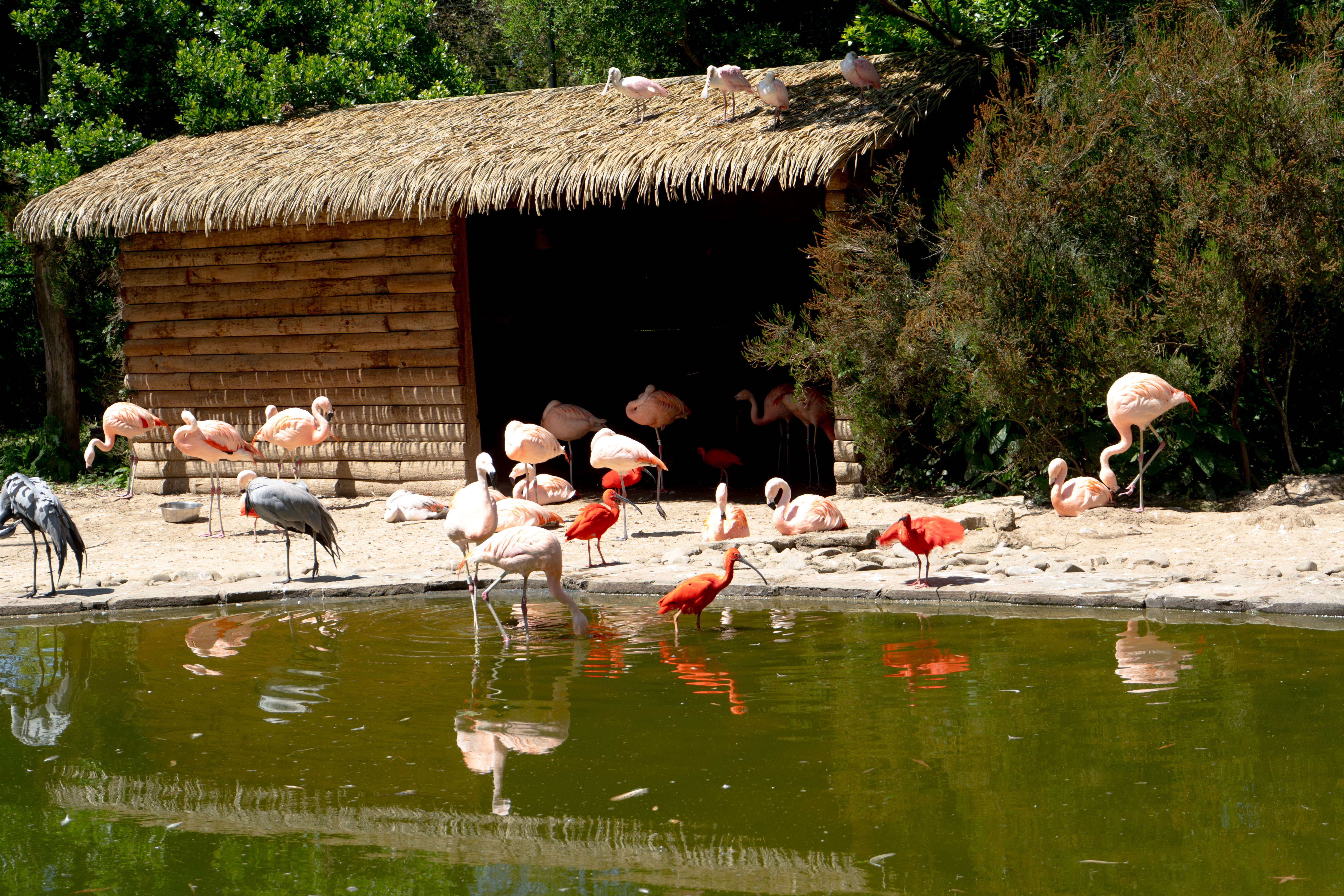 Oiseaux multicolores