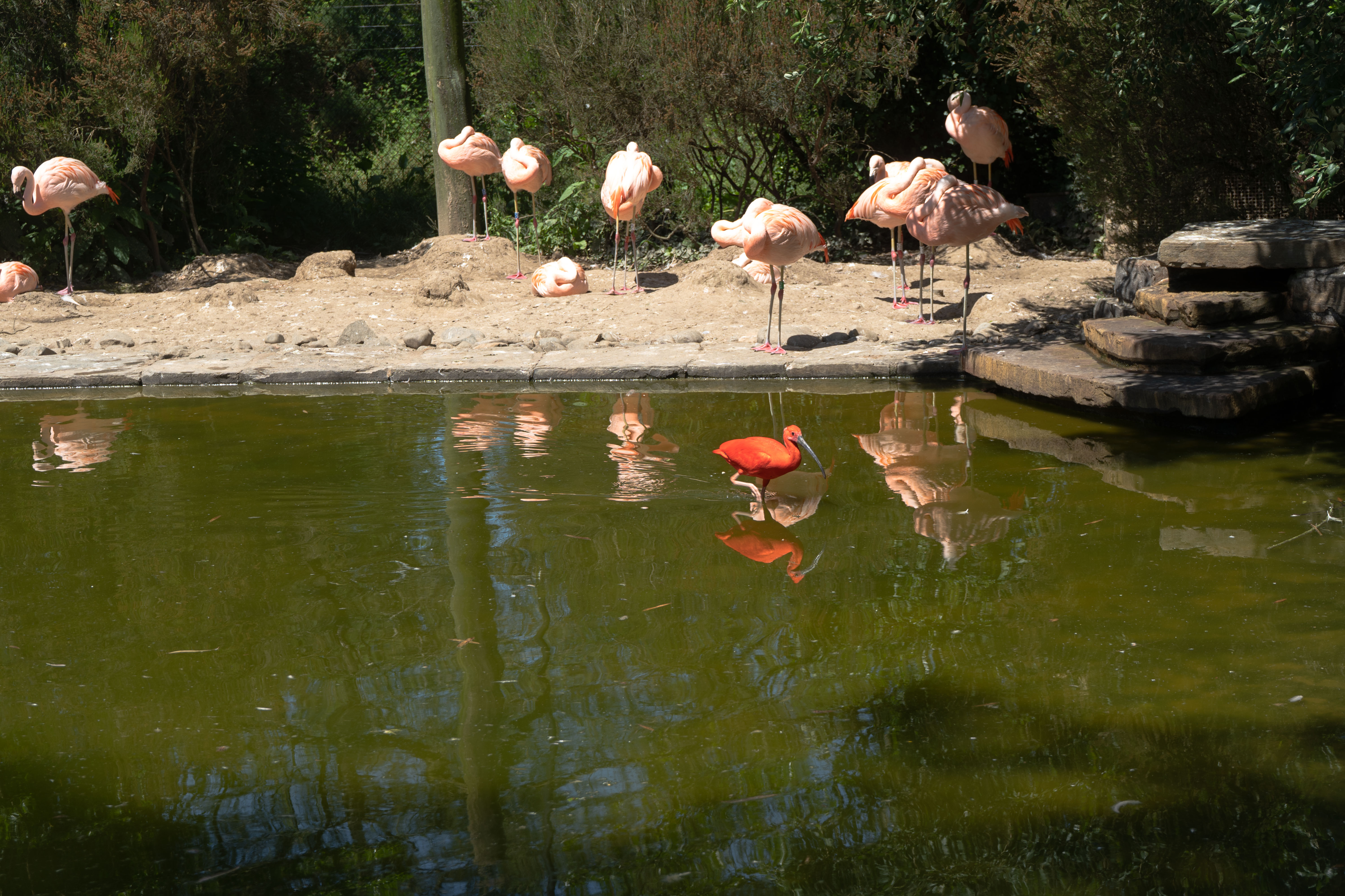 Oiseaux dans la mare
