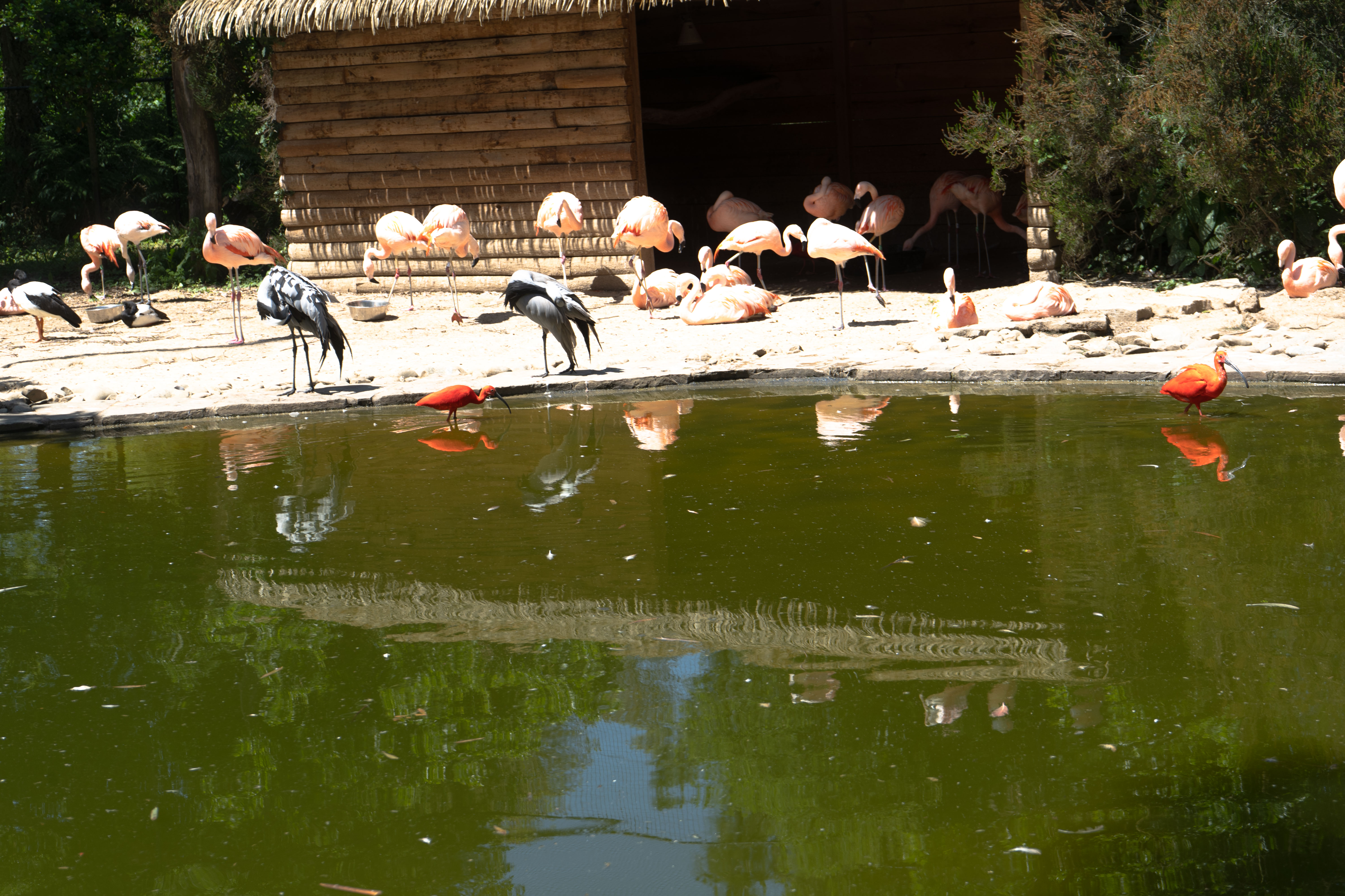 Oiseaux multicolores buvant dans la mare