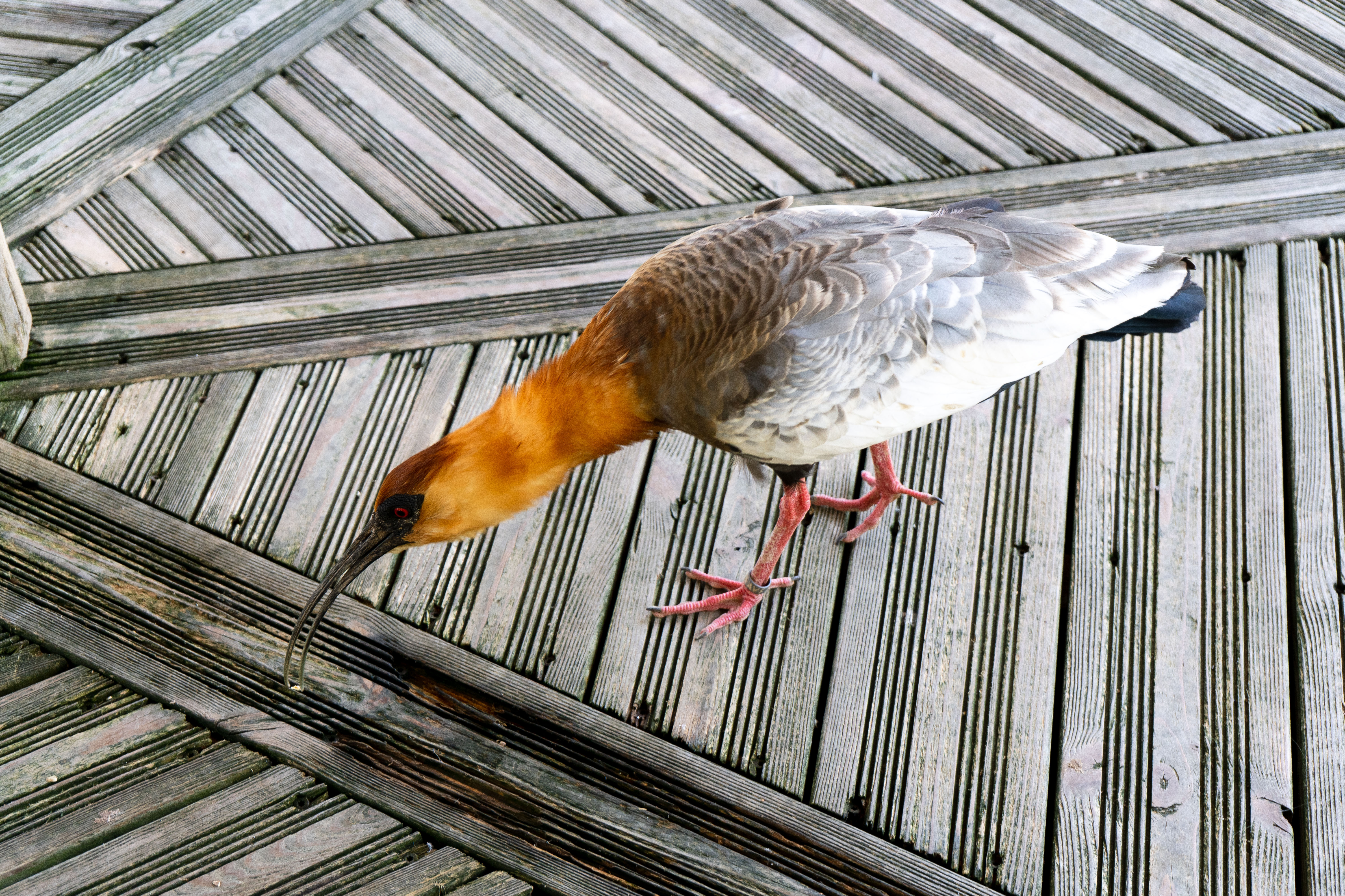 Ibis mandore