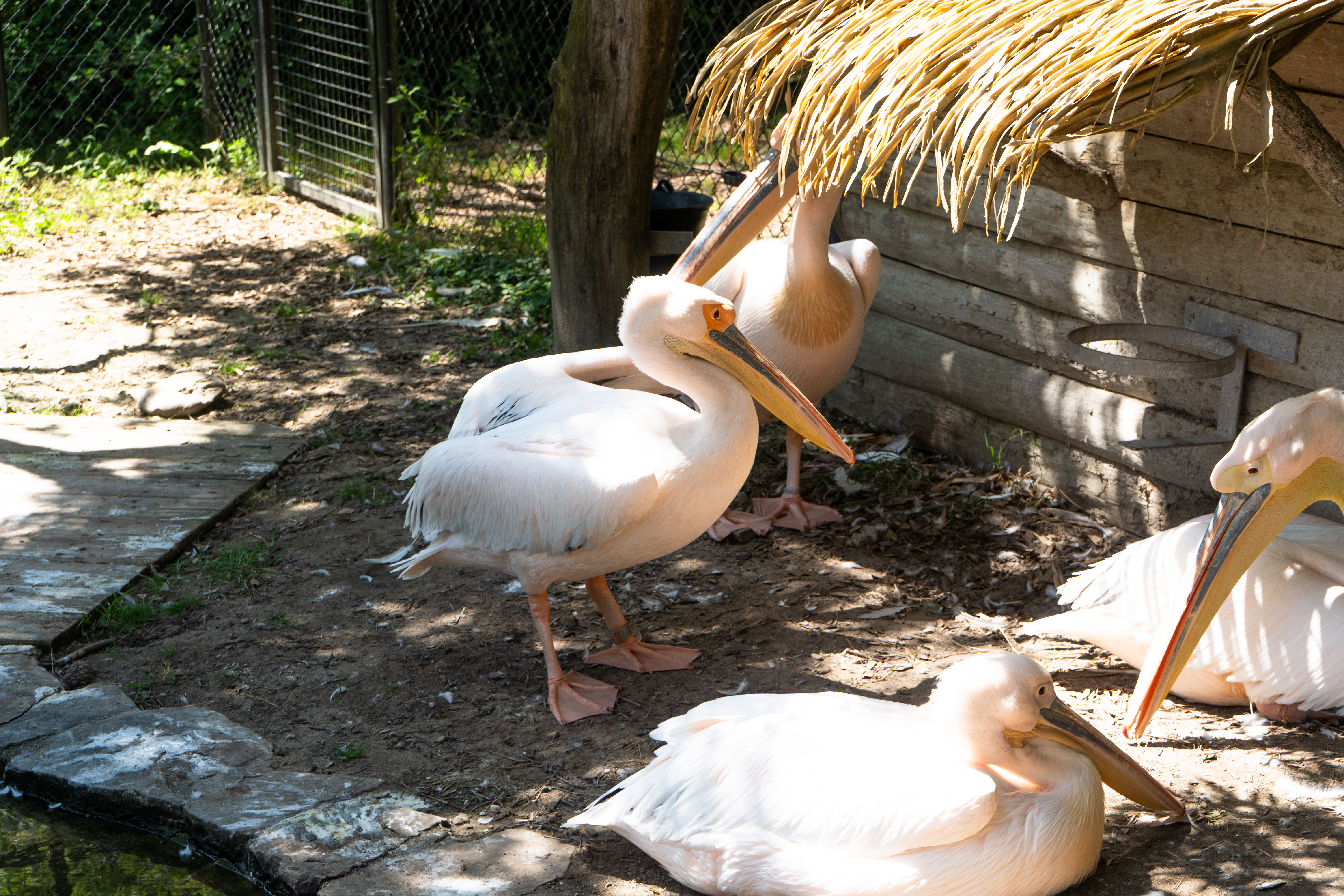 Pélicans blancs