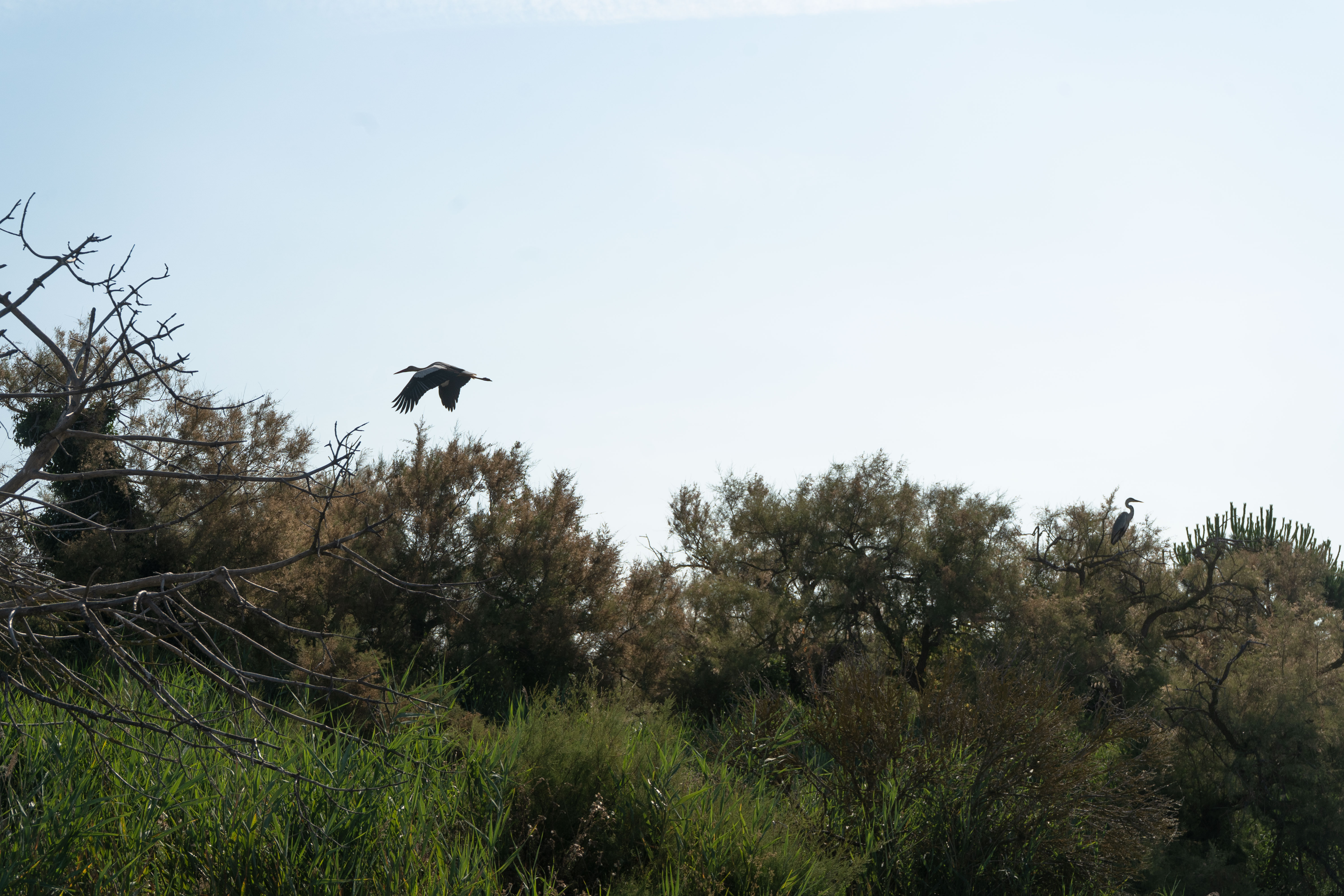 Cigogne