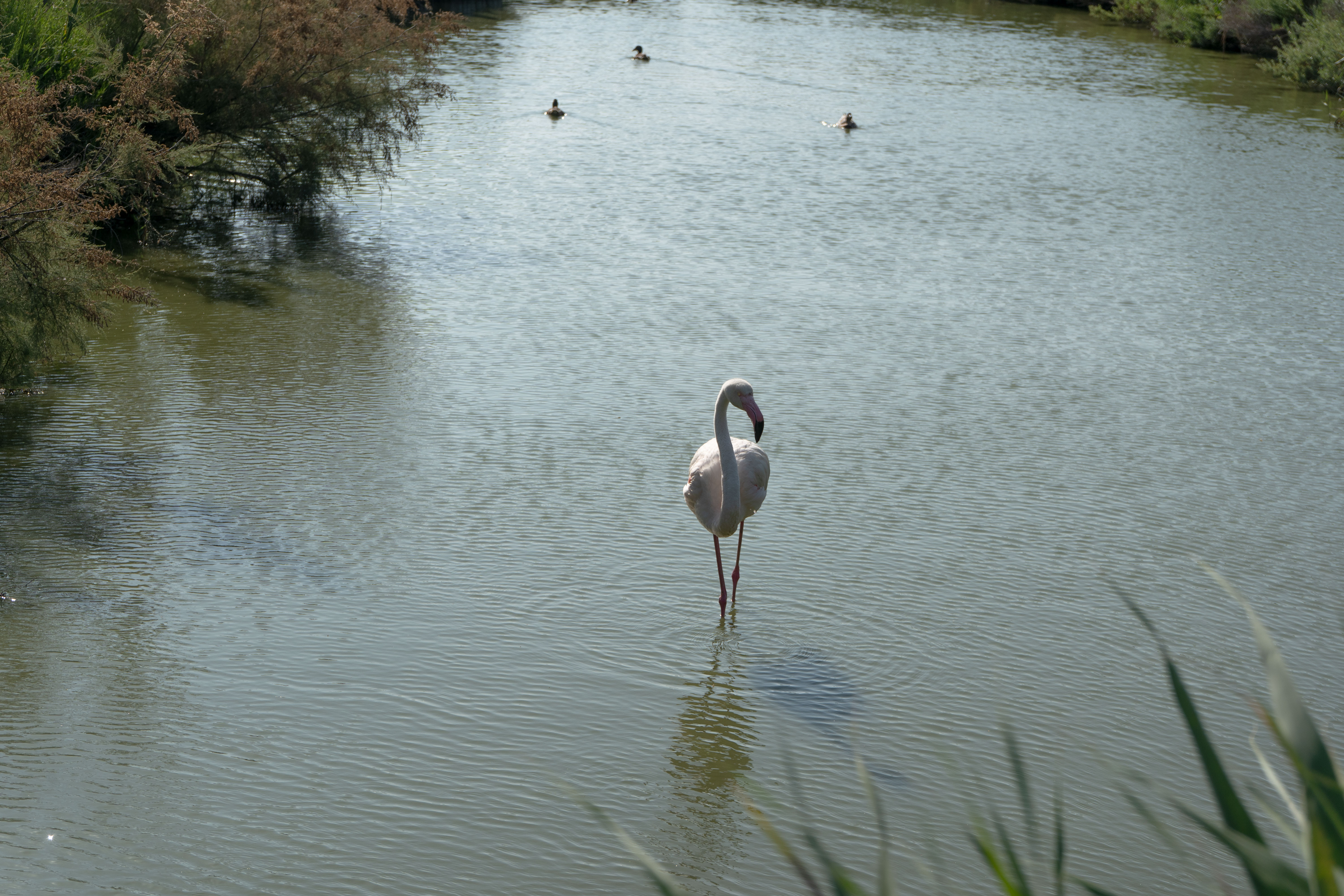Flamant rose