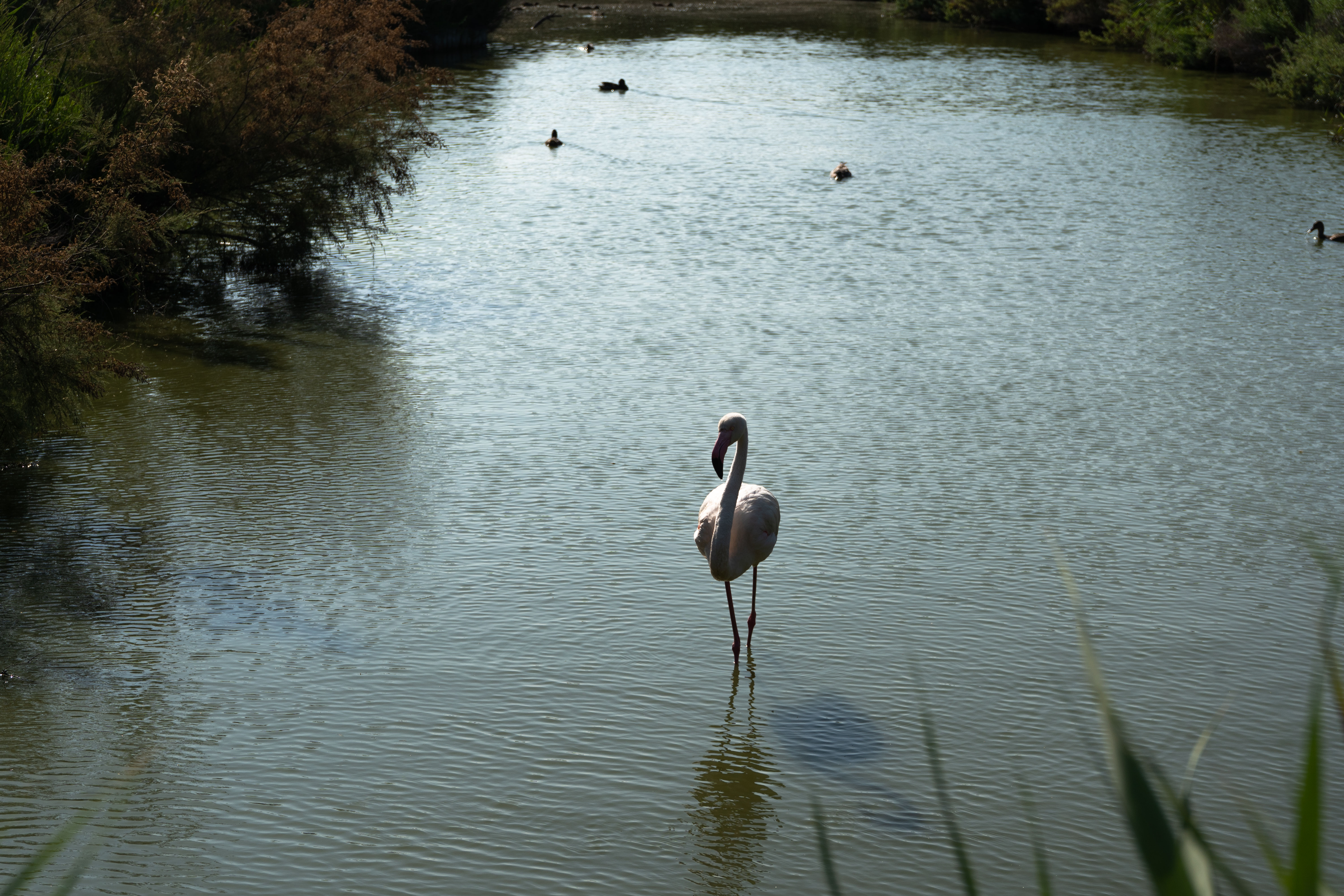 Flamant rose