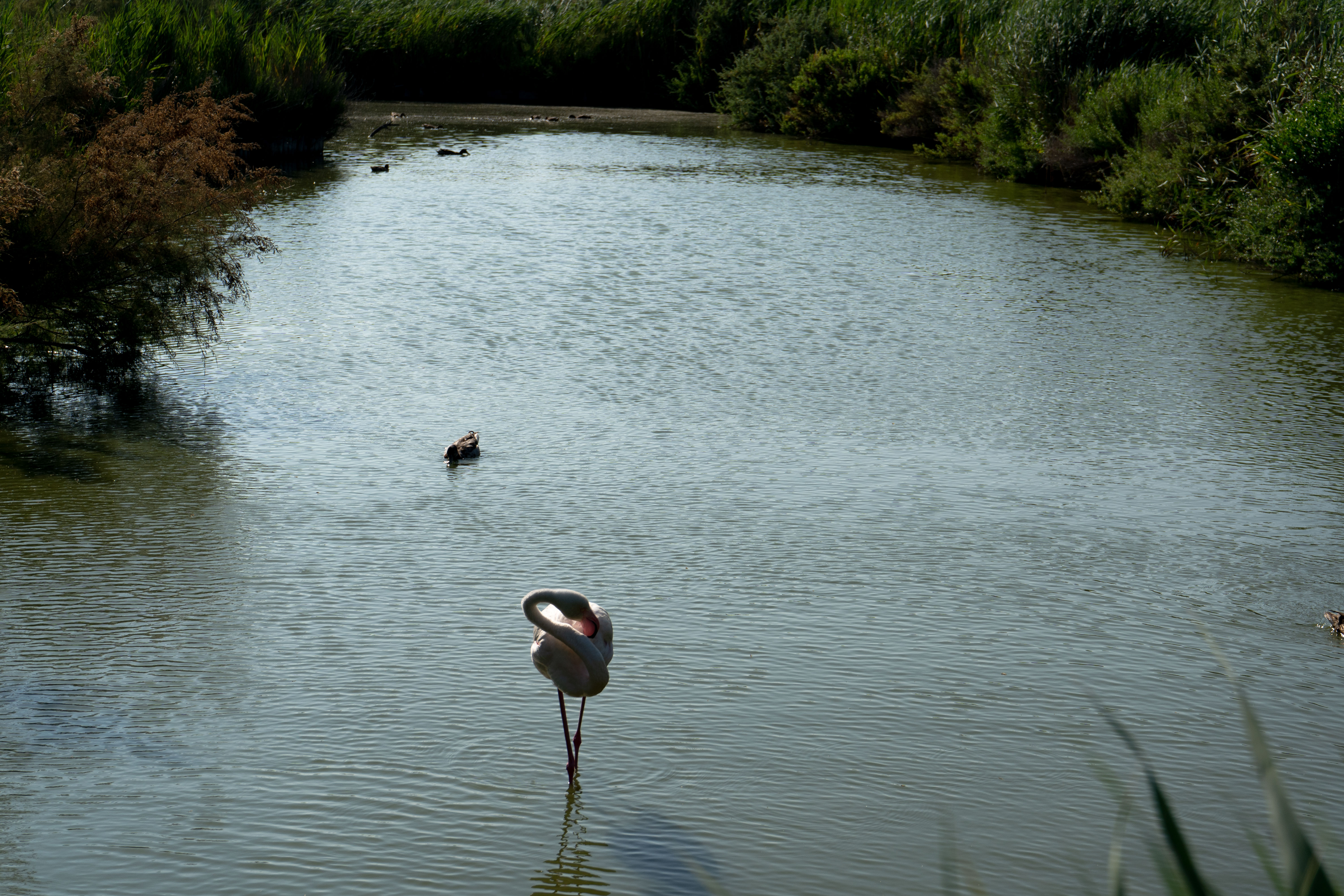 Flamant rose