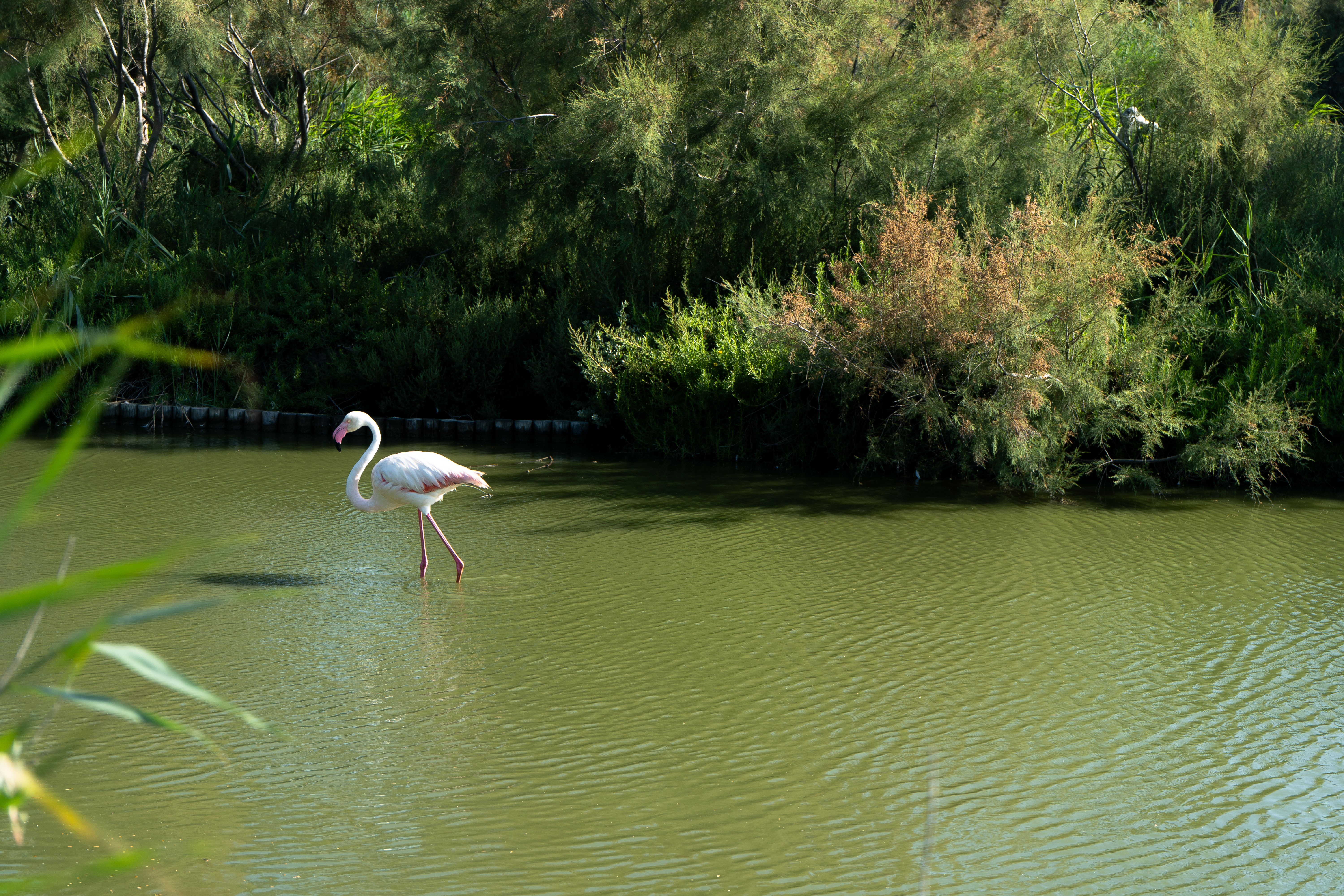 Flamant rose