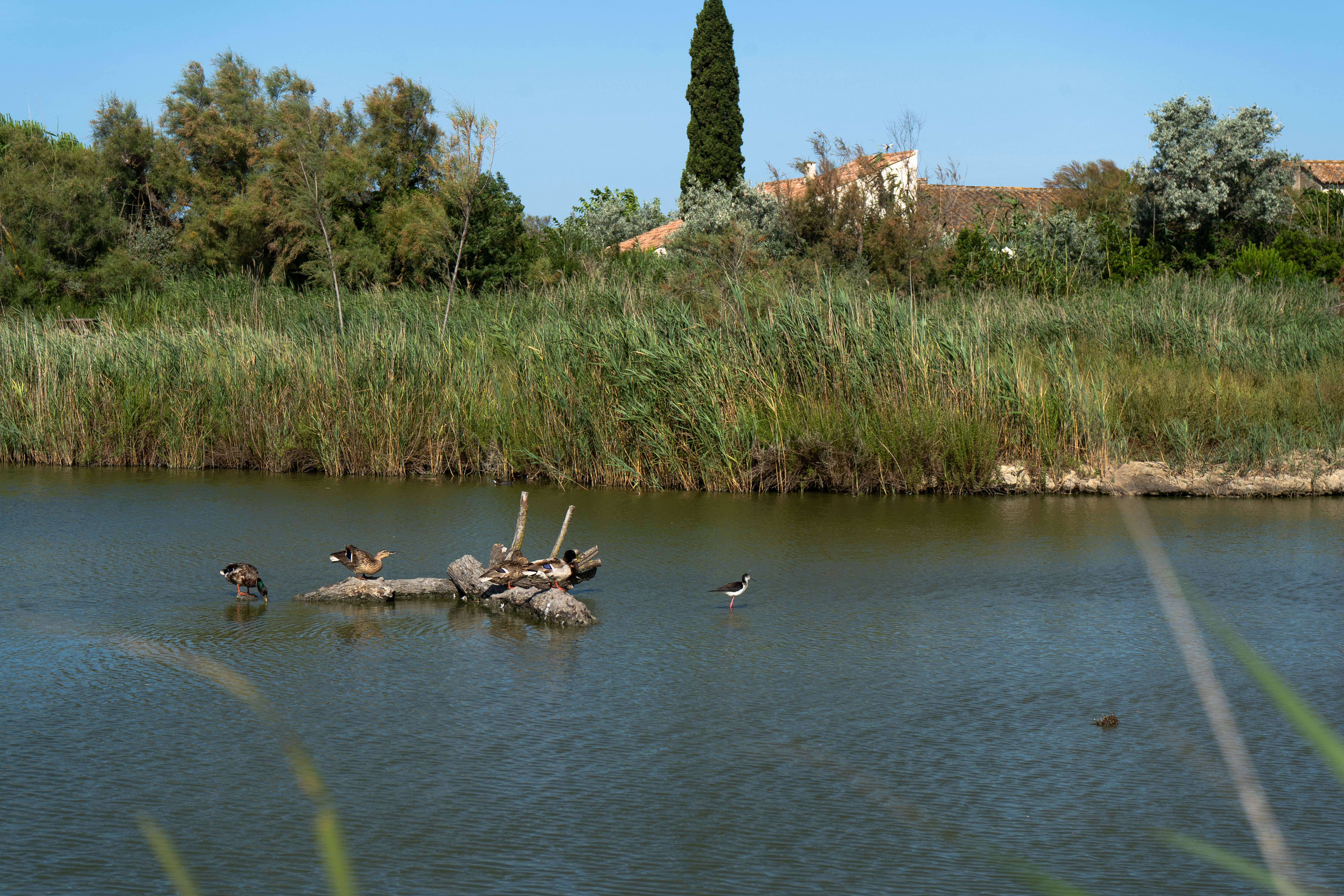 Oiseaux au parc ornithologique Pont de Gau