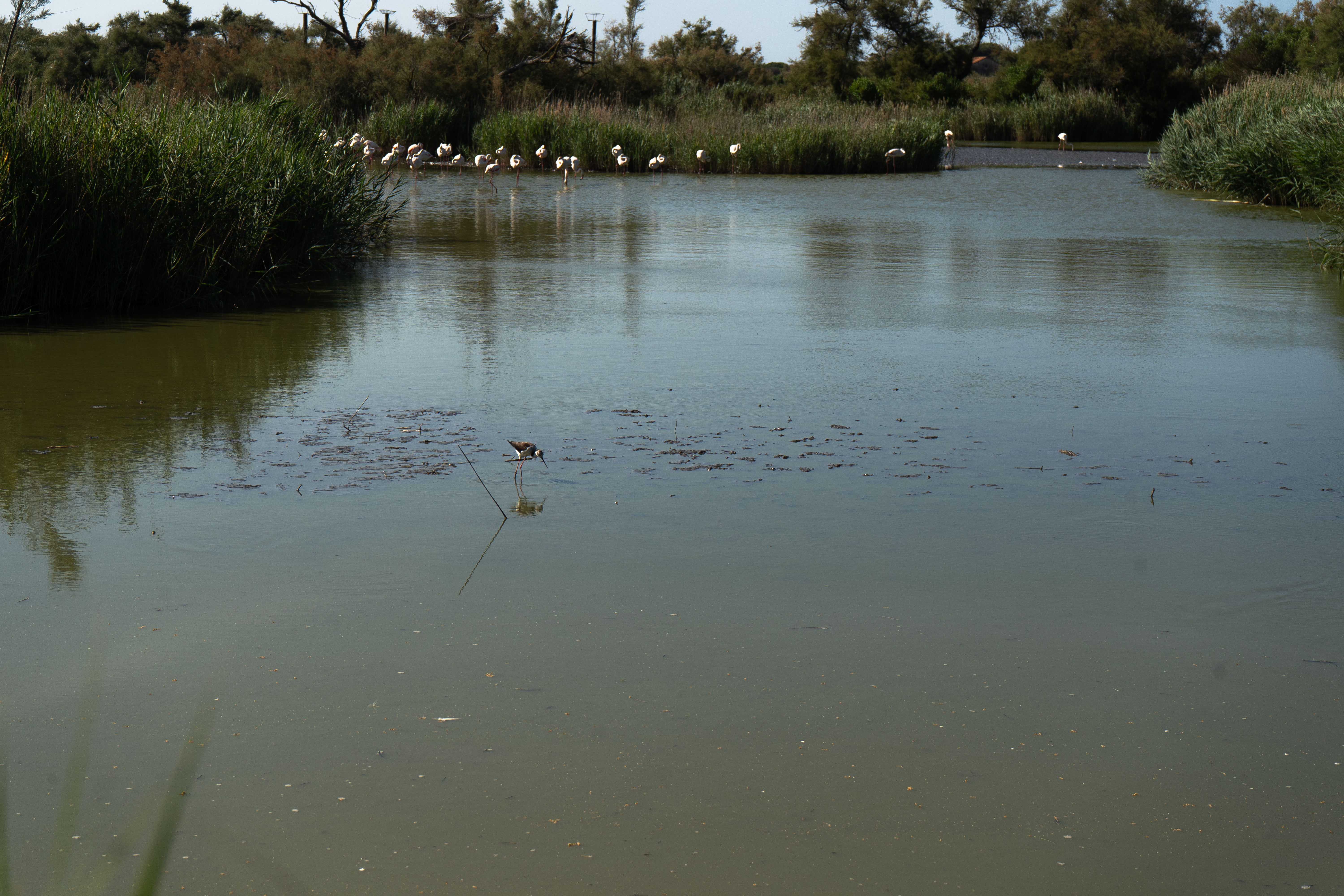 Paysage d'oiseaux au parc ornithologique du Pont de Gau