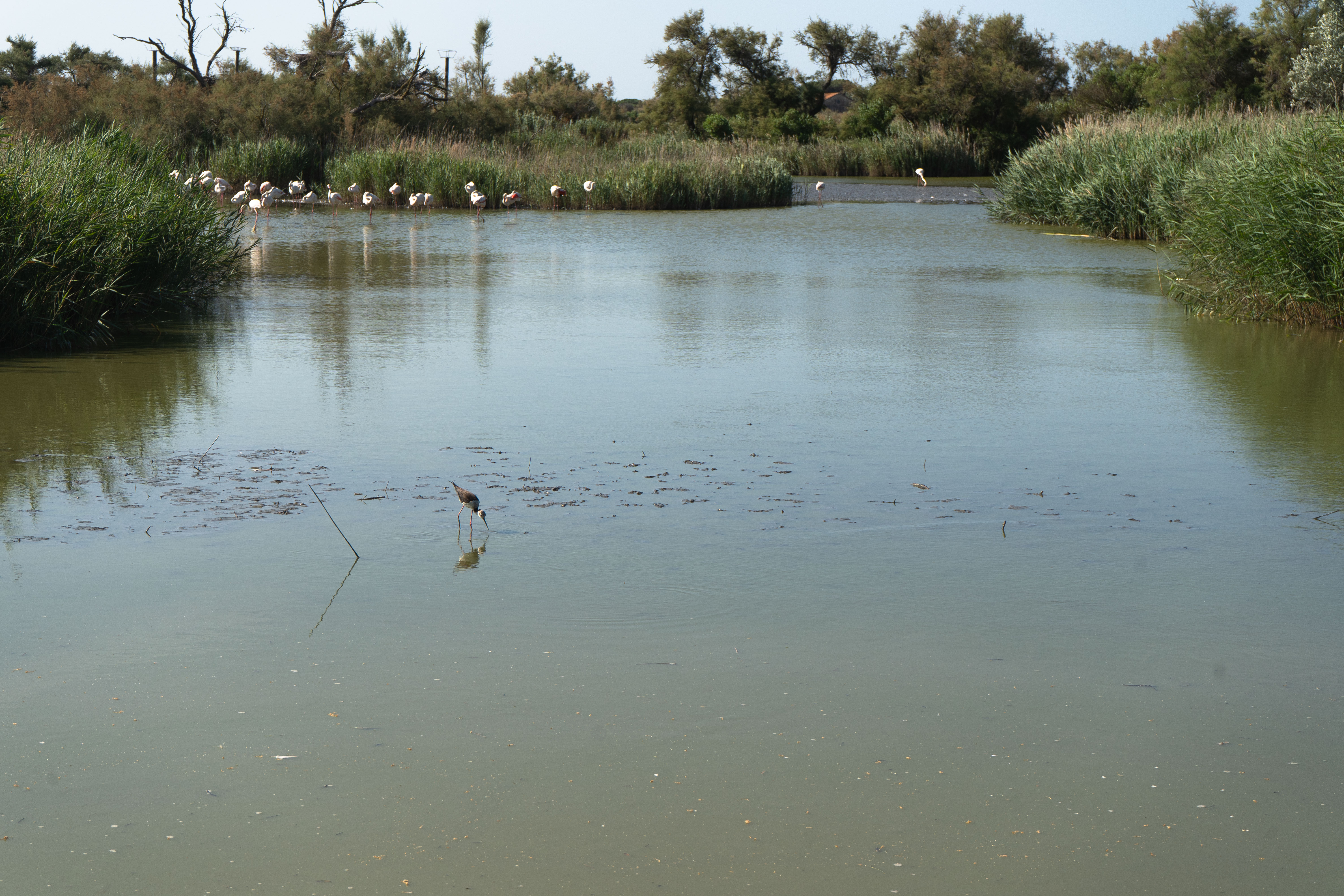 Autre vue paysage d'oiseaux au parc ornithologique du Pont de Gau