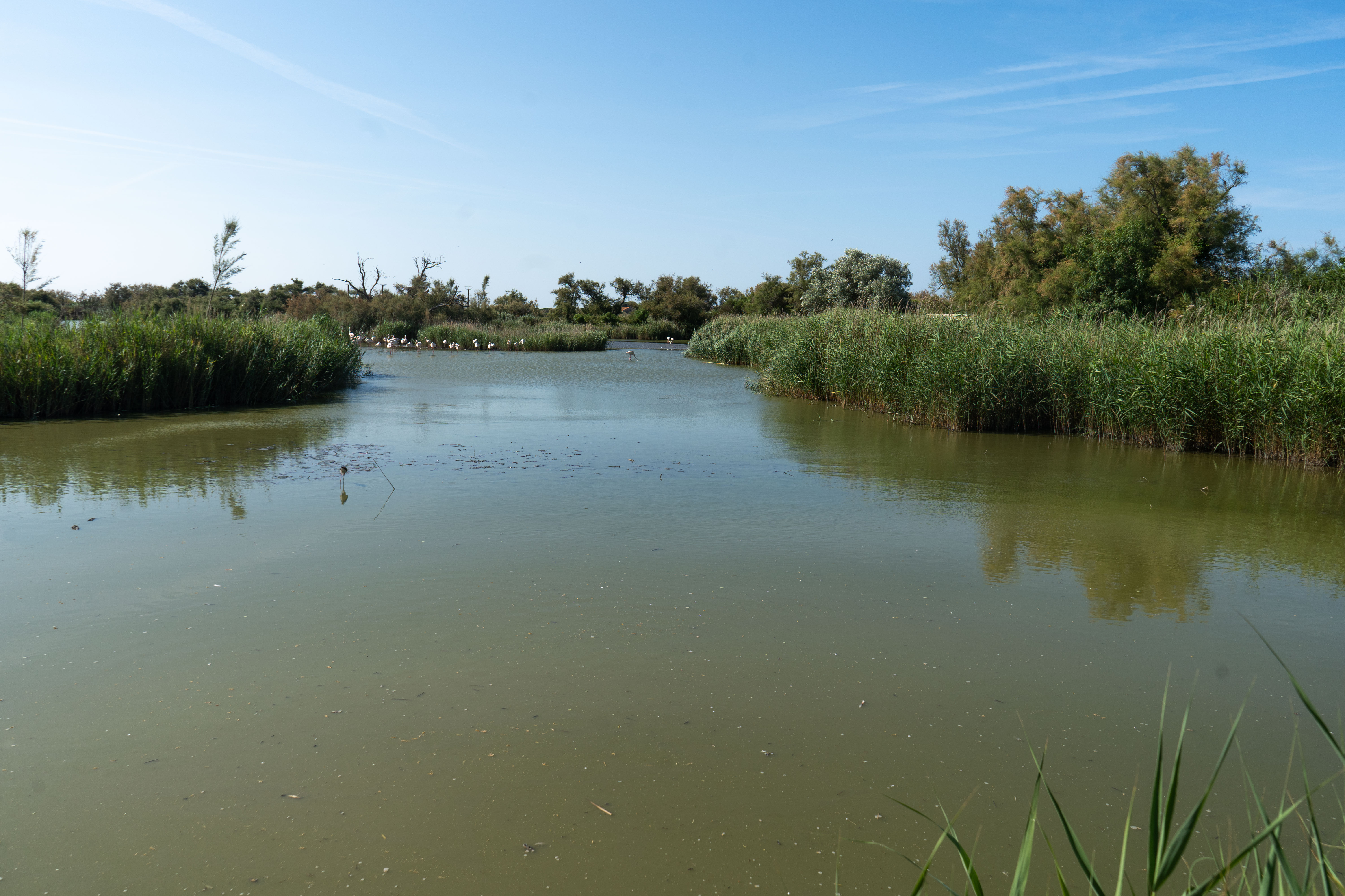 Paysage d'ensemble du parc ornithologique du Pont de Gau