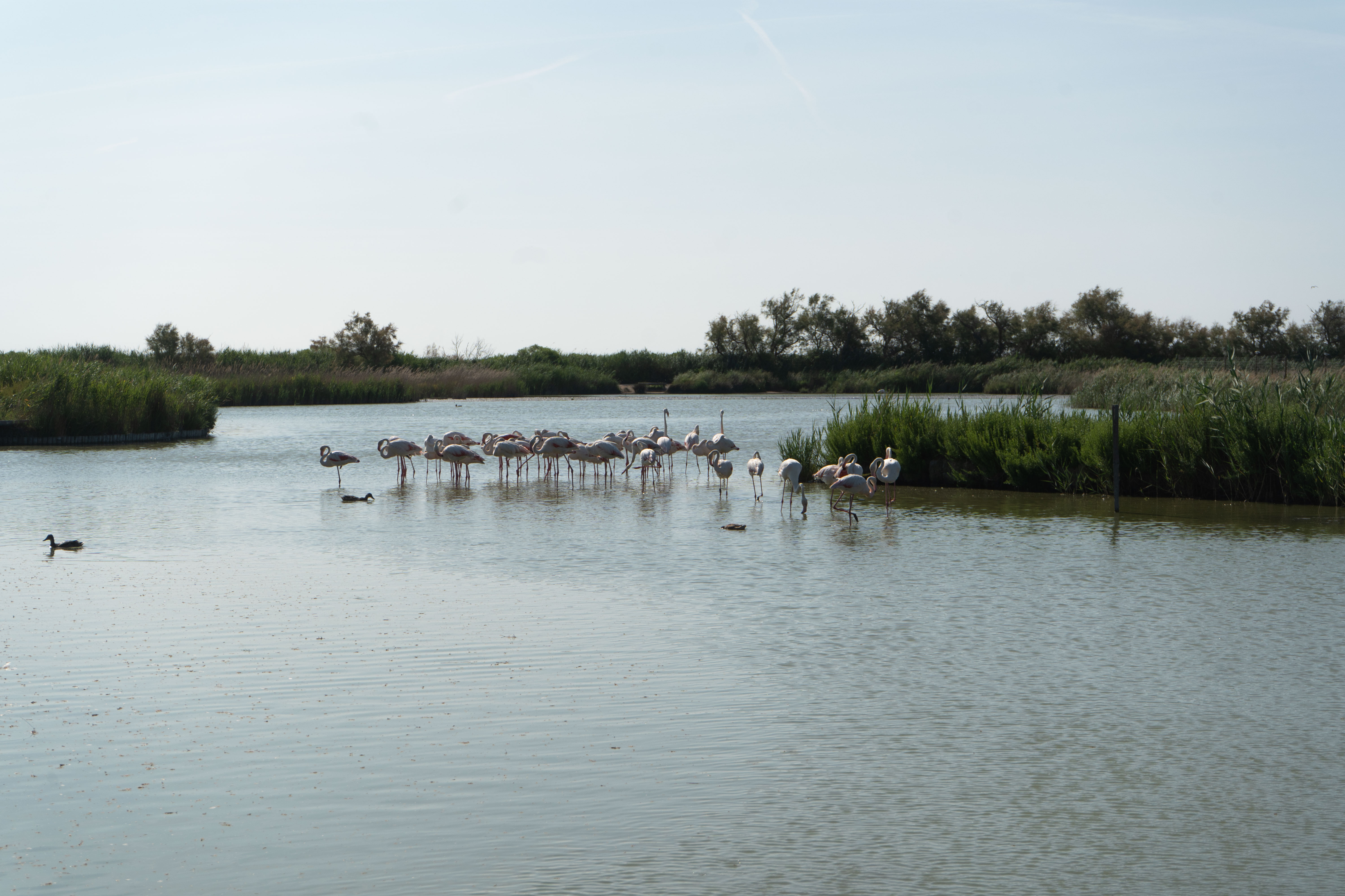 Un groupe de flamants roses au parc ornithologique du Pont de Gau
