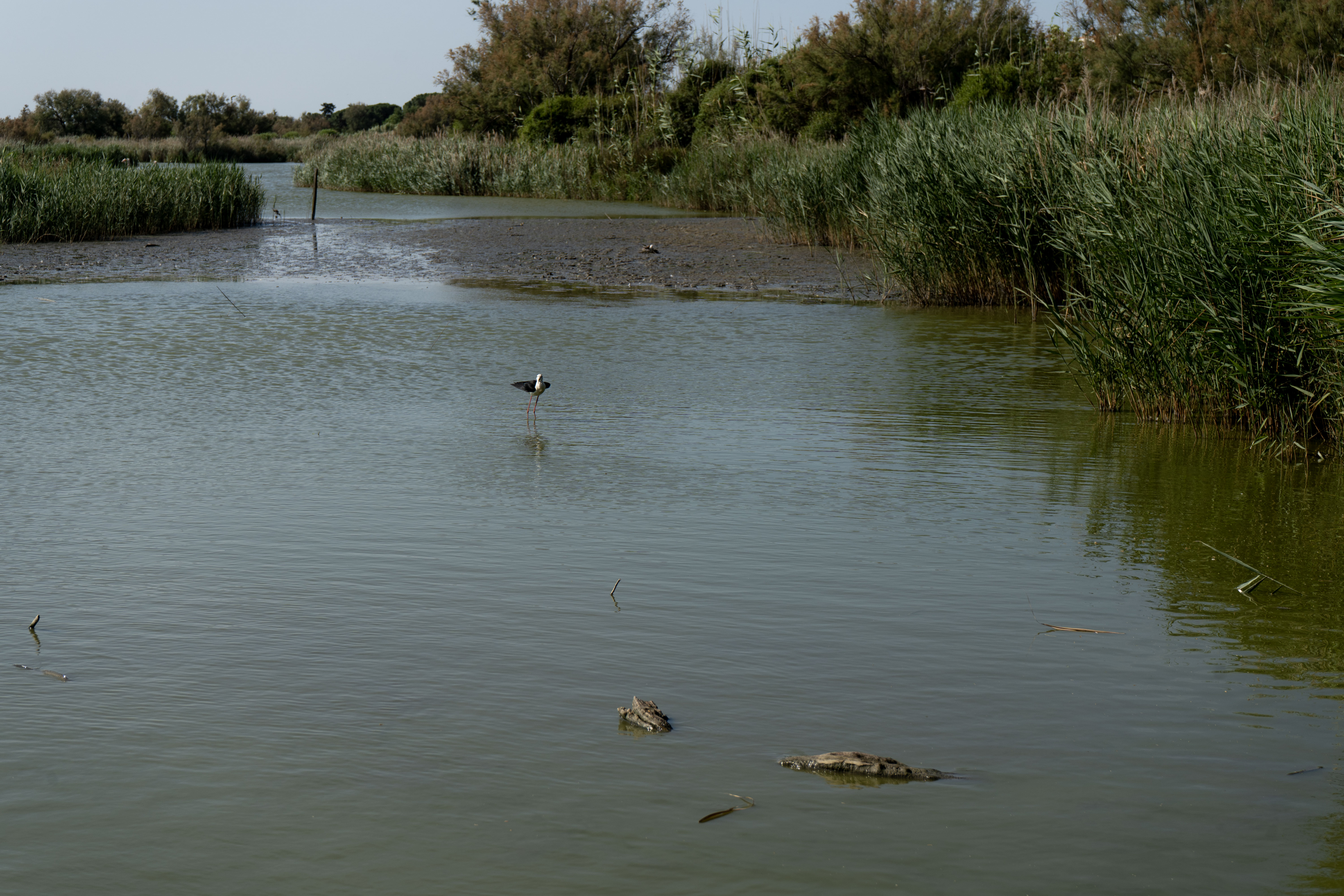 Un petit oiseau au parc ornithologique du Pont de Gau