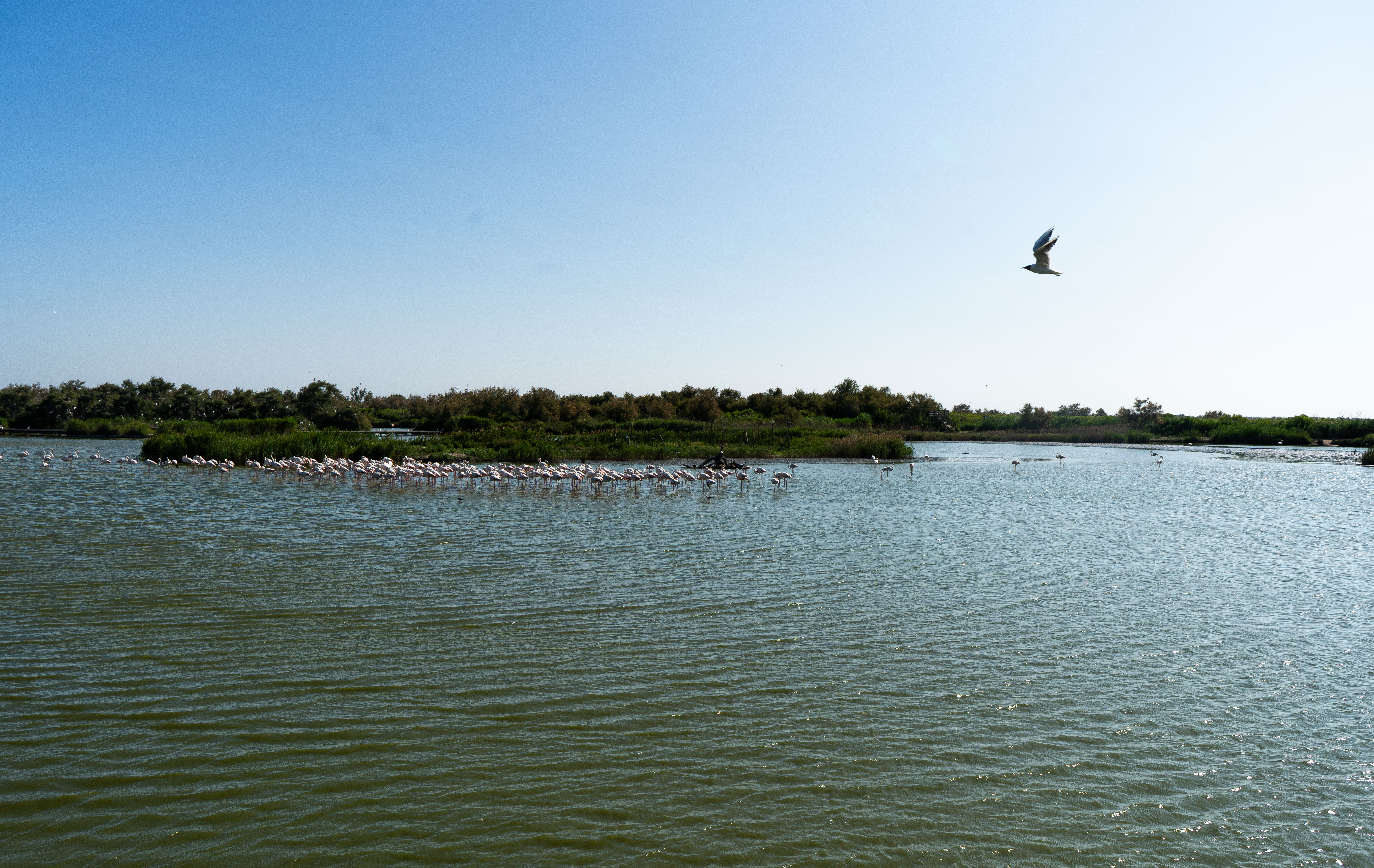 Paysage d'oiseaux au parc ornithologique du Pont de GAU