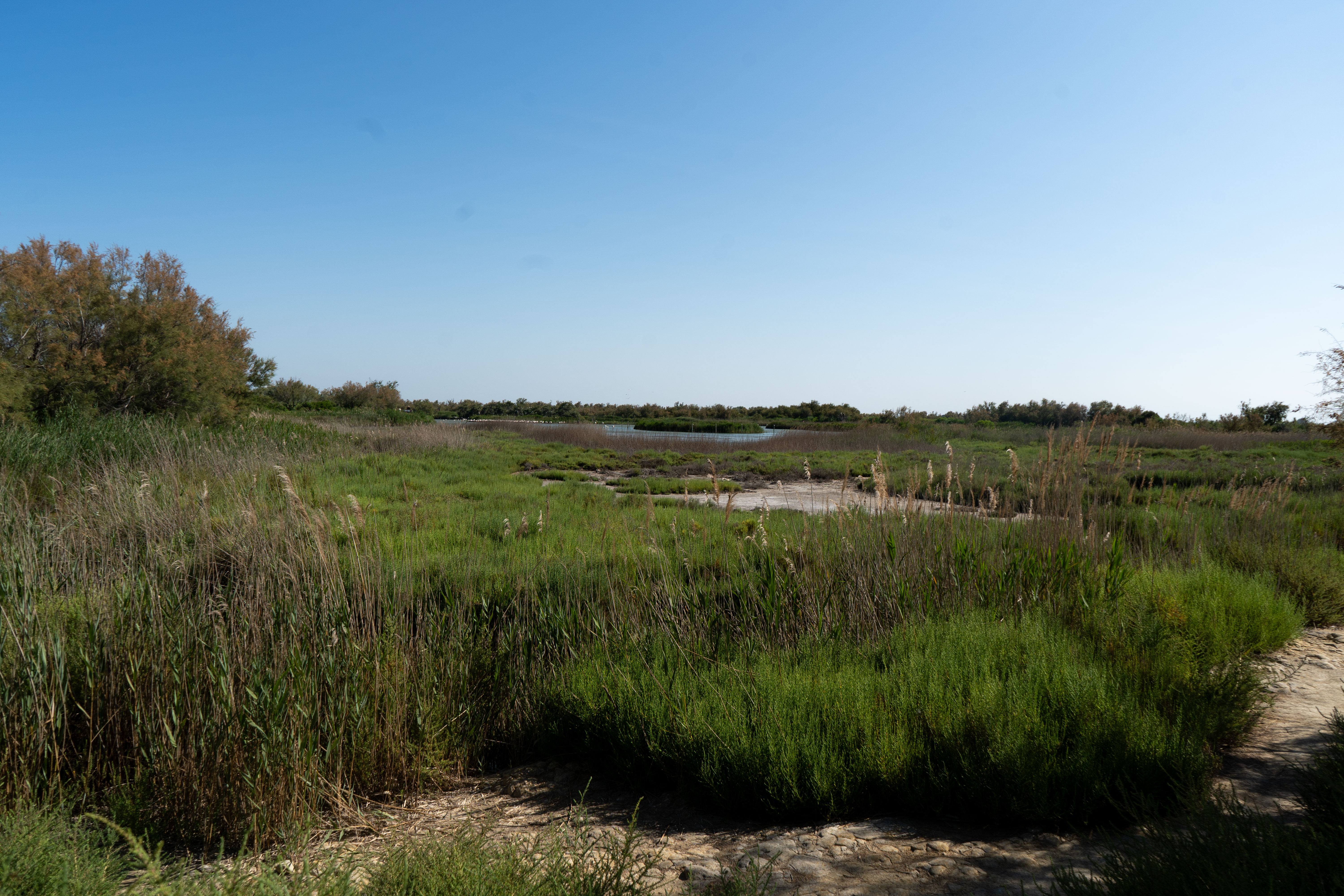 Paysage camarguais au parc ornithologique du  Pont de GAU