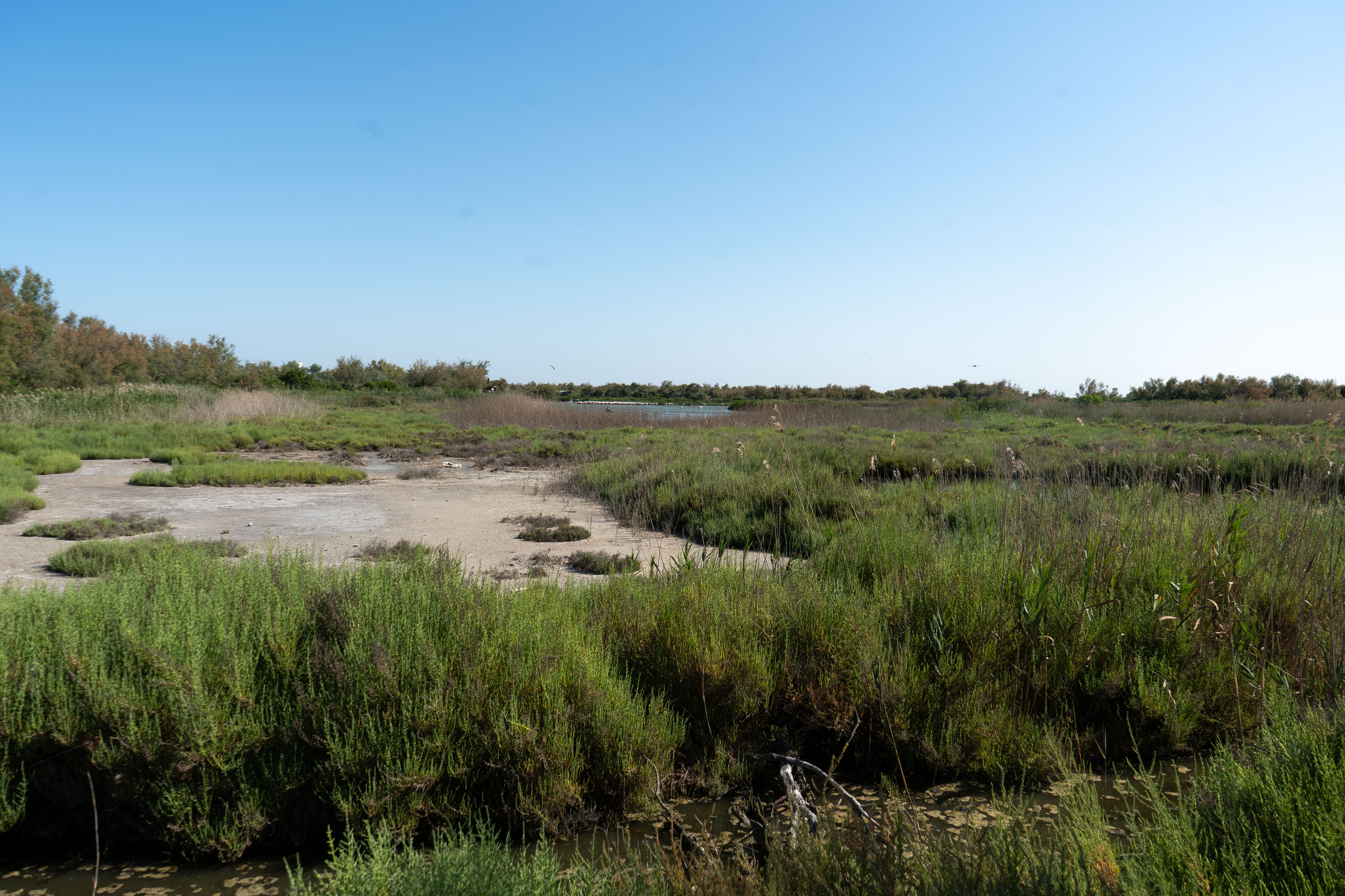Photo paysage de camargue au parc ornithologique du  Pont de GAU