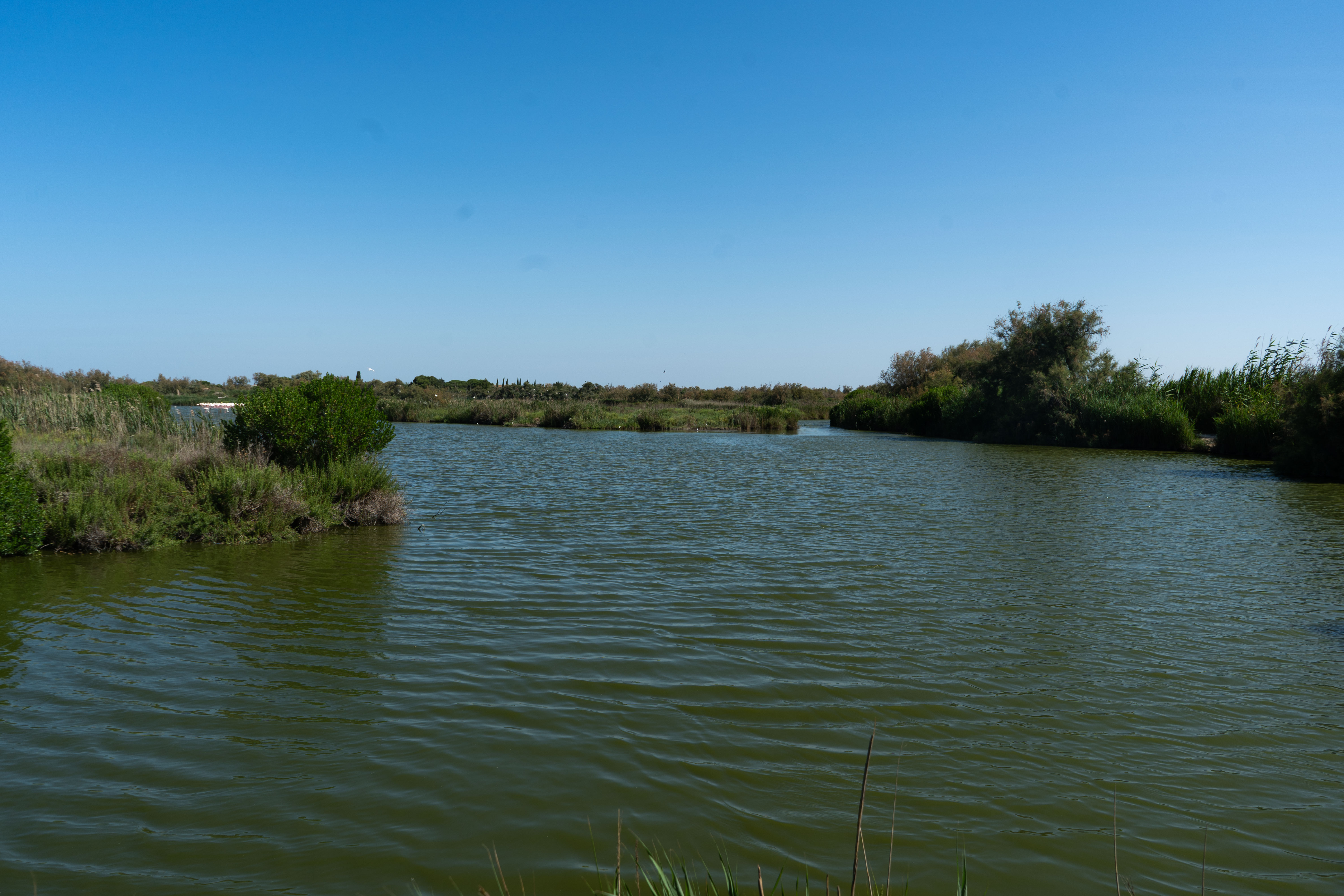 Photo paysage végétal de camargue au parc ornithologique du  Pont de GAU