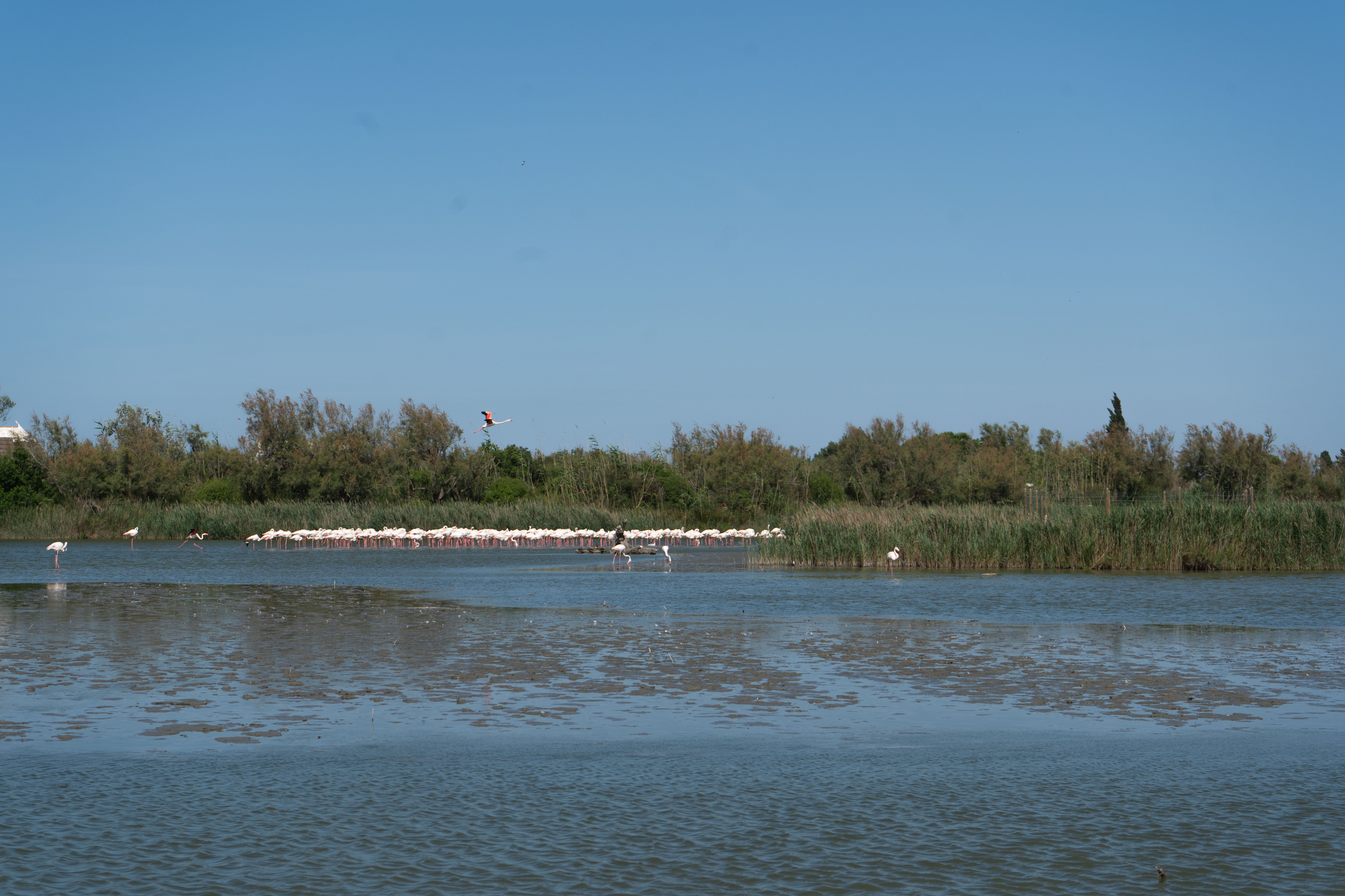 Photo paysage animal de camargue au parc ornithologique du  Pont de GAU