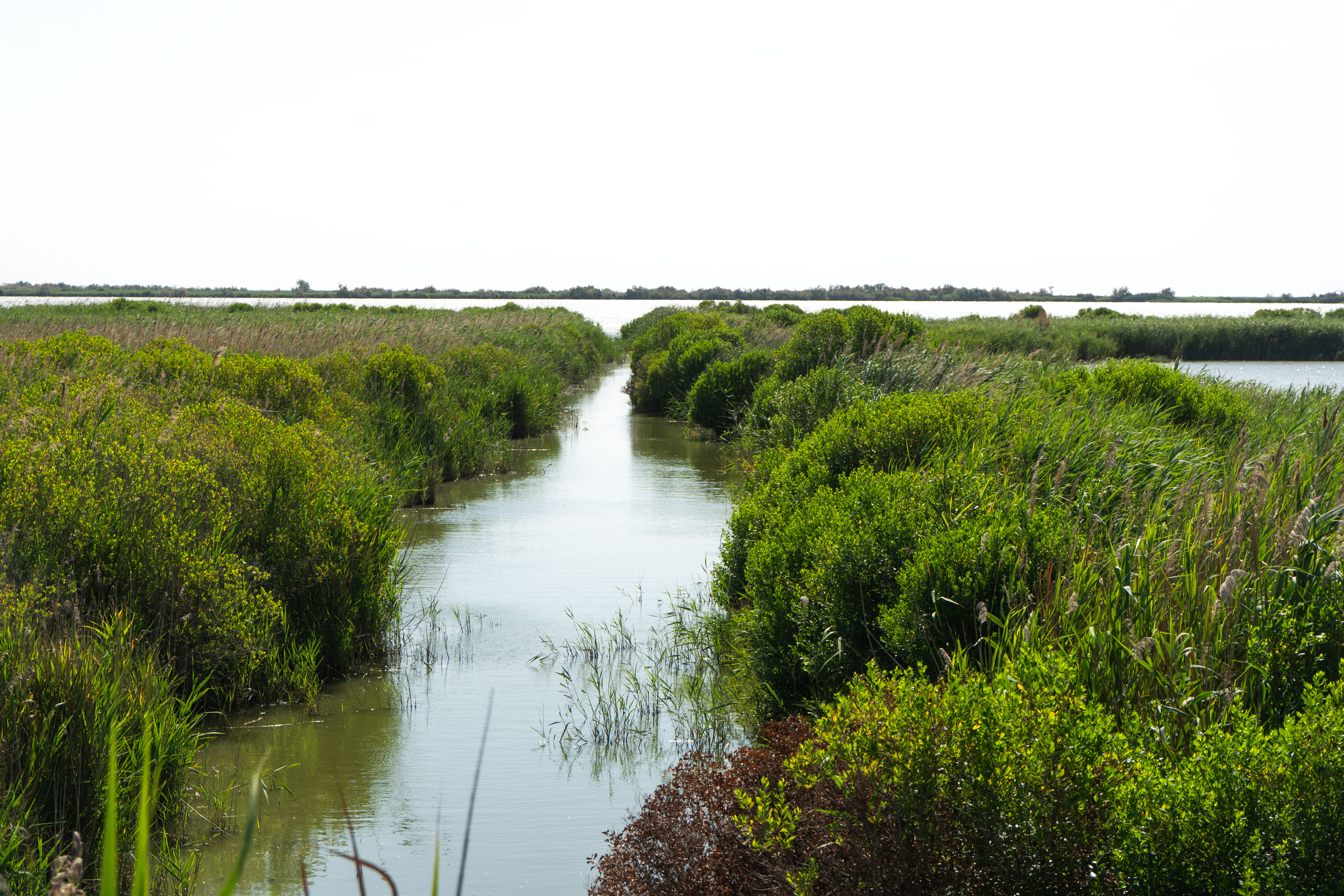 Photo paysage naturel de camargue au parc ornithologique du  Pont de GAU