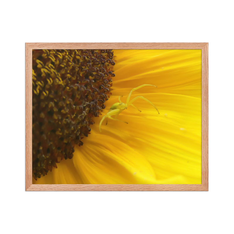 Poster Encadré « Gardienne du Tournesol » – Araignée sur Fleur de Tournesol en Photographie Macro | Décoration Murale Nature