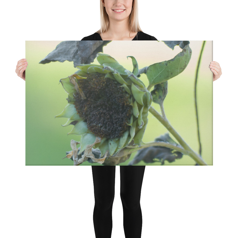 Toile Photo « Tige de Tournesol Fanée » – Photographie Macro Nature | Décoration Murale Poétique et Contemporaine