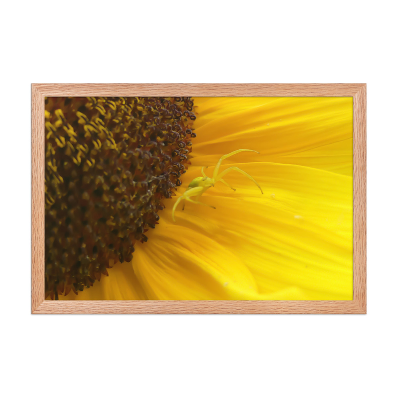 Poster Encadré « Gardienne du Tournesol » – Araignée sur Fleur de Tournesol en Photographie Macro | Décoration Murale Nature