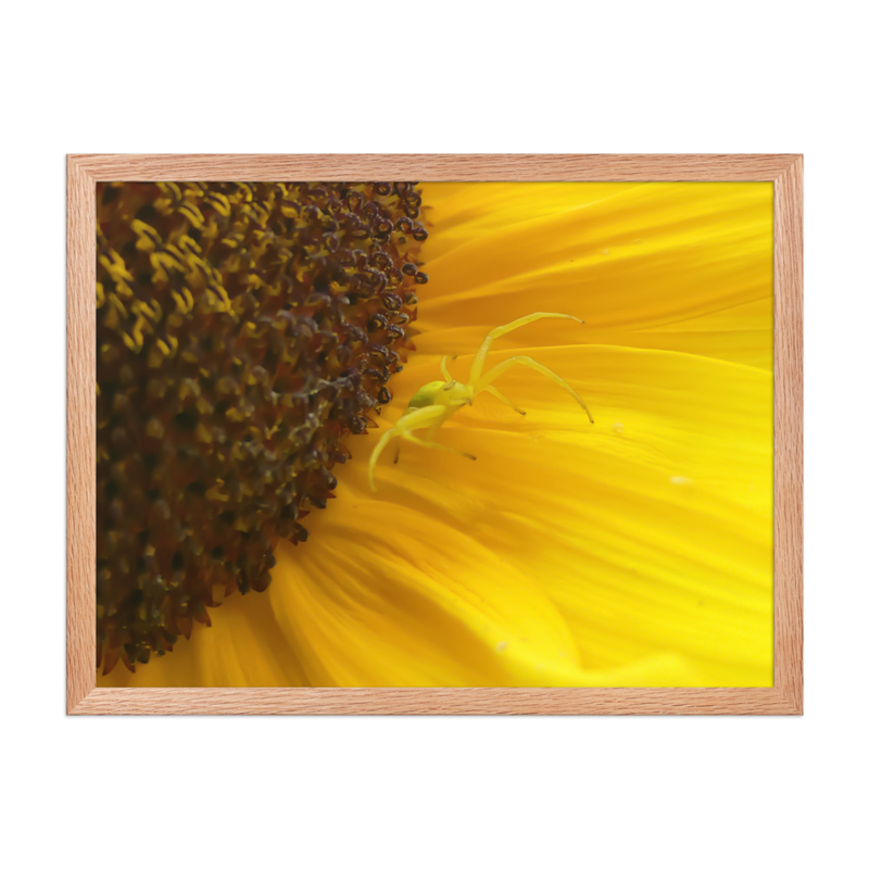 Poster Encadré « Gardienne du Tournesol » – Araignée sur Fleur de Tournesol en Photographie Macro | Décoration Murale Nature