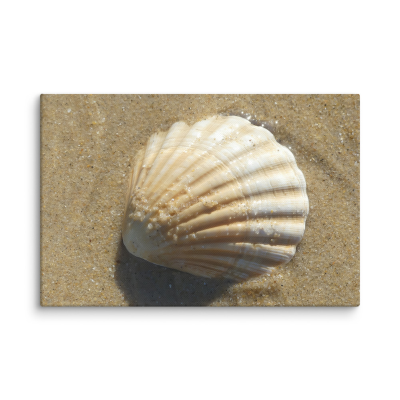 Toile Coquille Saint-Jacques sur le sable – Photographie macro | Décoration murale bord de mer