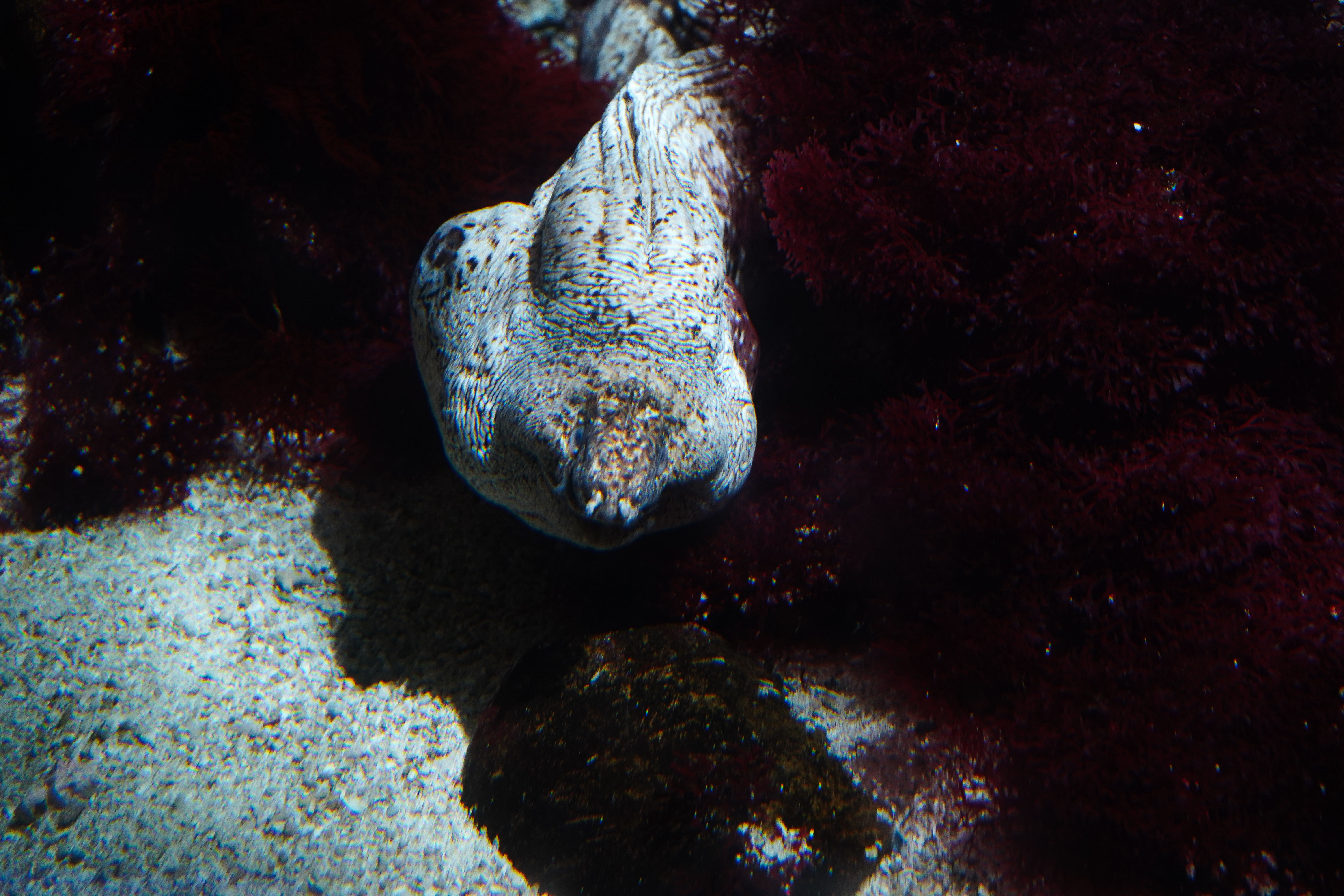 Sourire sous-marin – Photographie d’un poisson malicieux au Seaquarium du Grau-du-Roi1