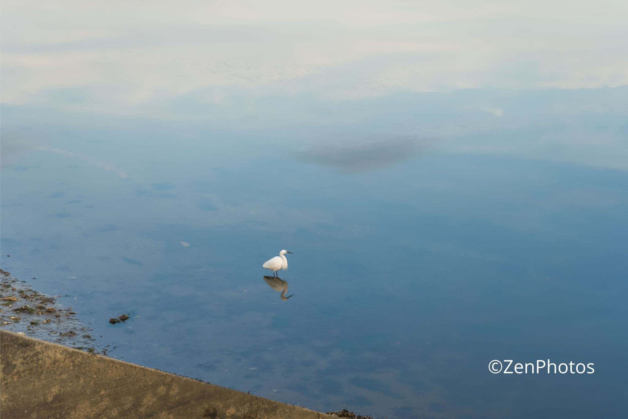 Photo d’art – Aigrette élégante sur le lac de Vieux-Boucau, ambiance minimaliste