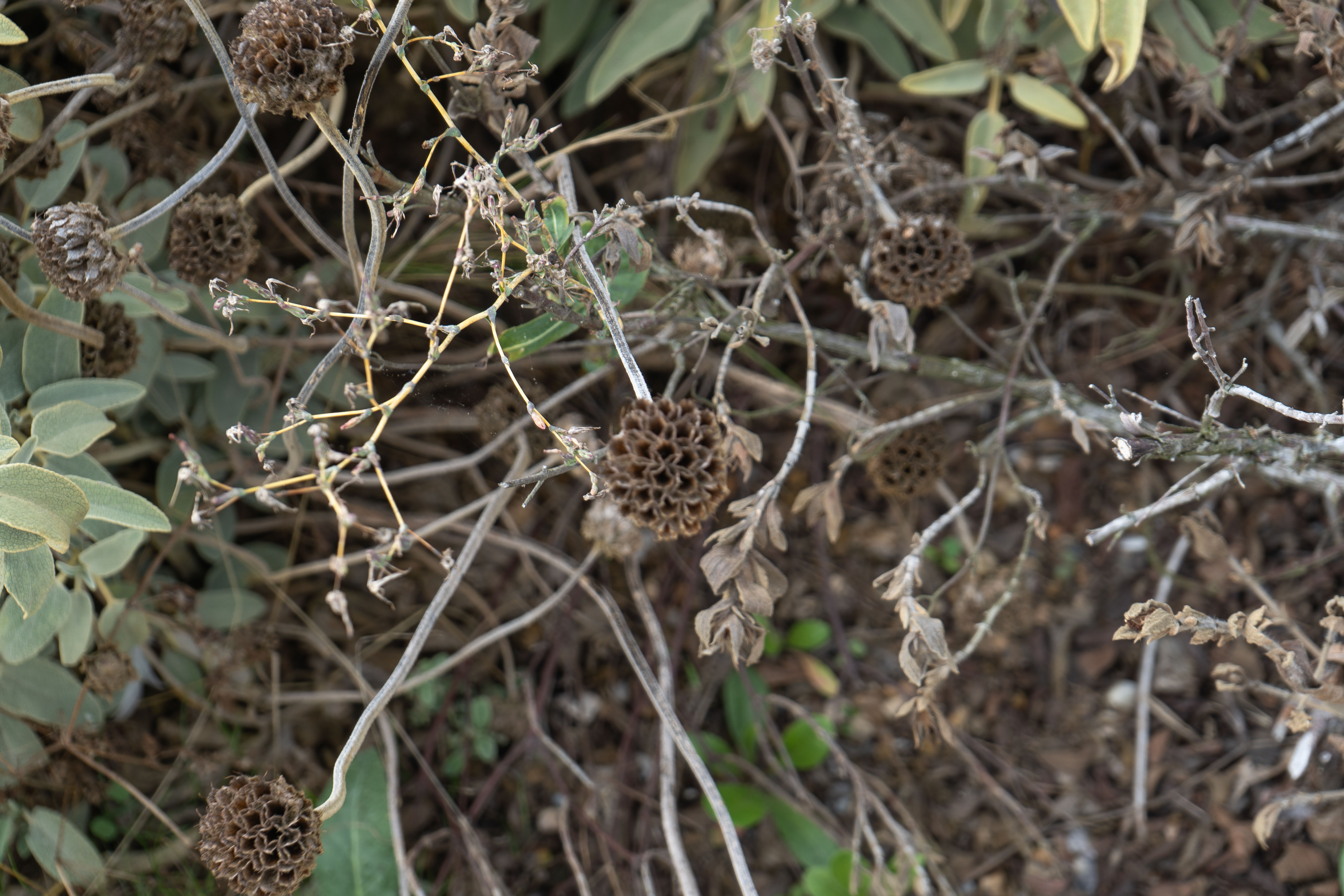 Beauté Fanée du Phlomis Fruticosa – Photographie Macro