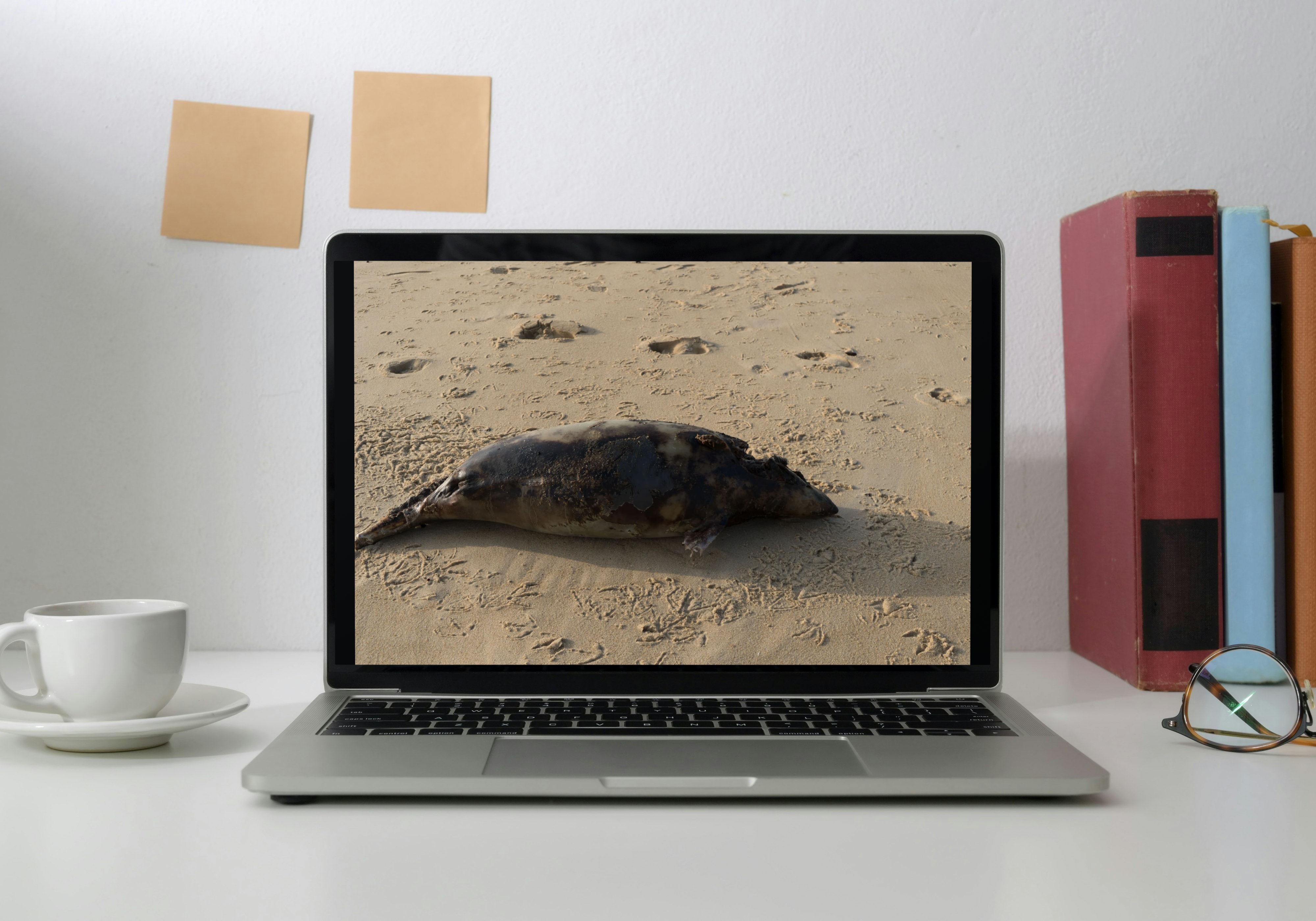 Photo d’art – Bébé phoque sur la plage de Vieux-Boucau, scène émouvante et naturelle